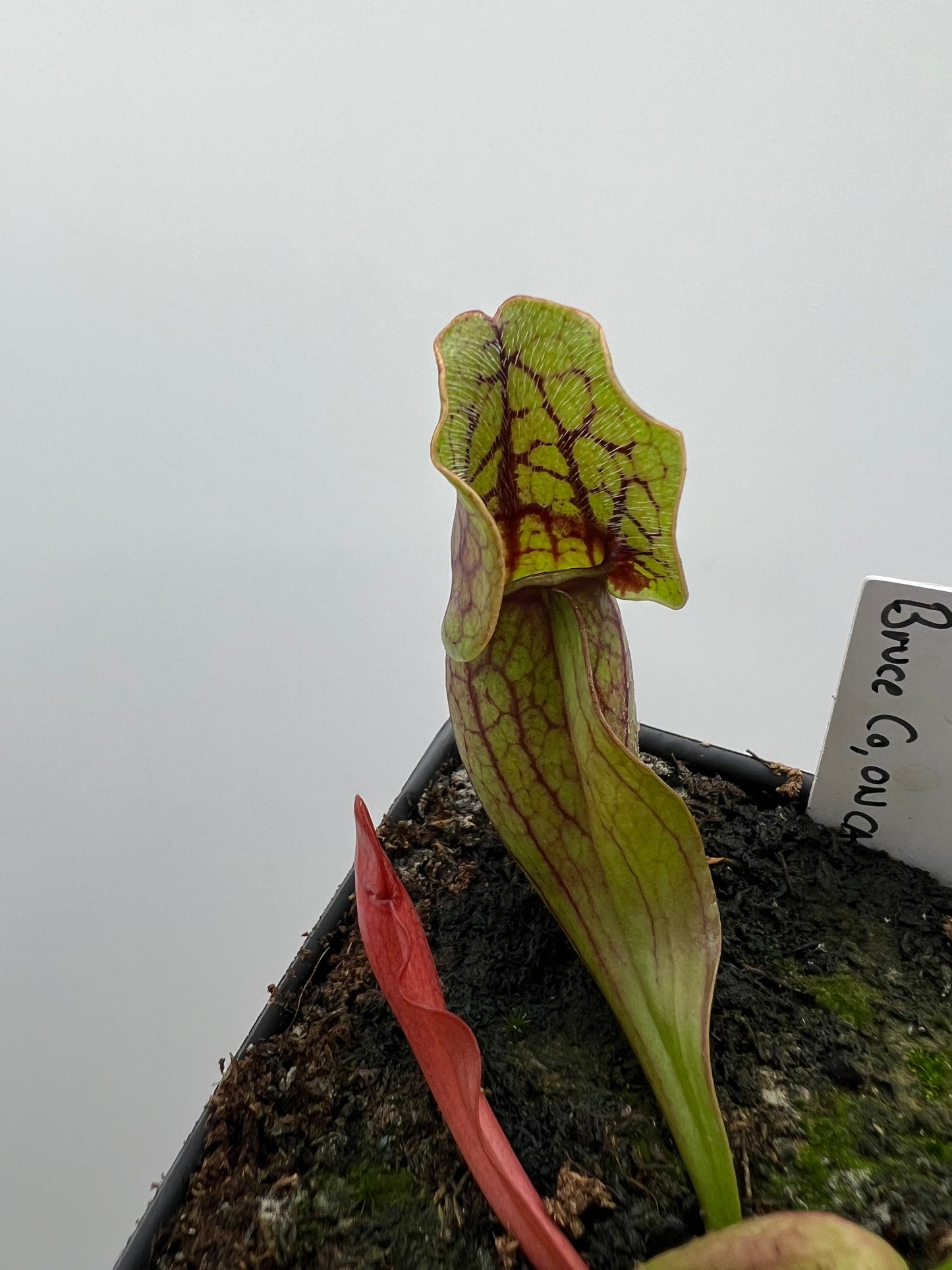 Sarracenia purpurea ssp. purpurea (Norfolk Co, MA) x (Bruce Co, Ontario Canada) - Seed Grown #5