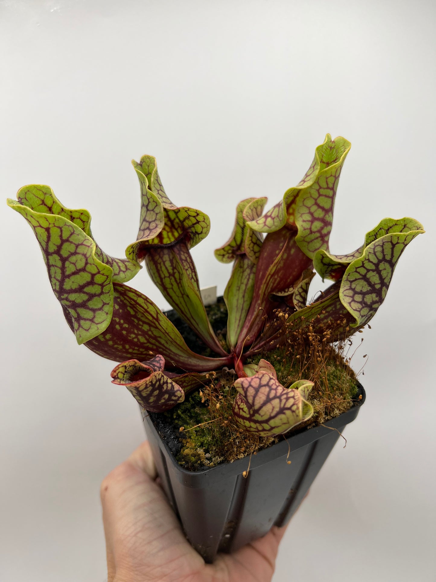 Sarracenia purpurea ssp. venosa “Little Carnivores” - Seed Grown #26