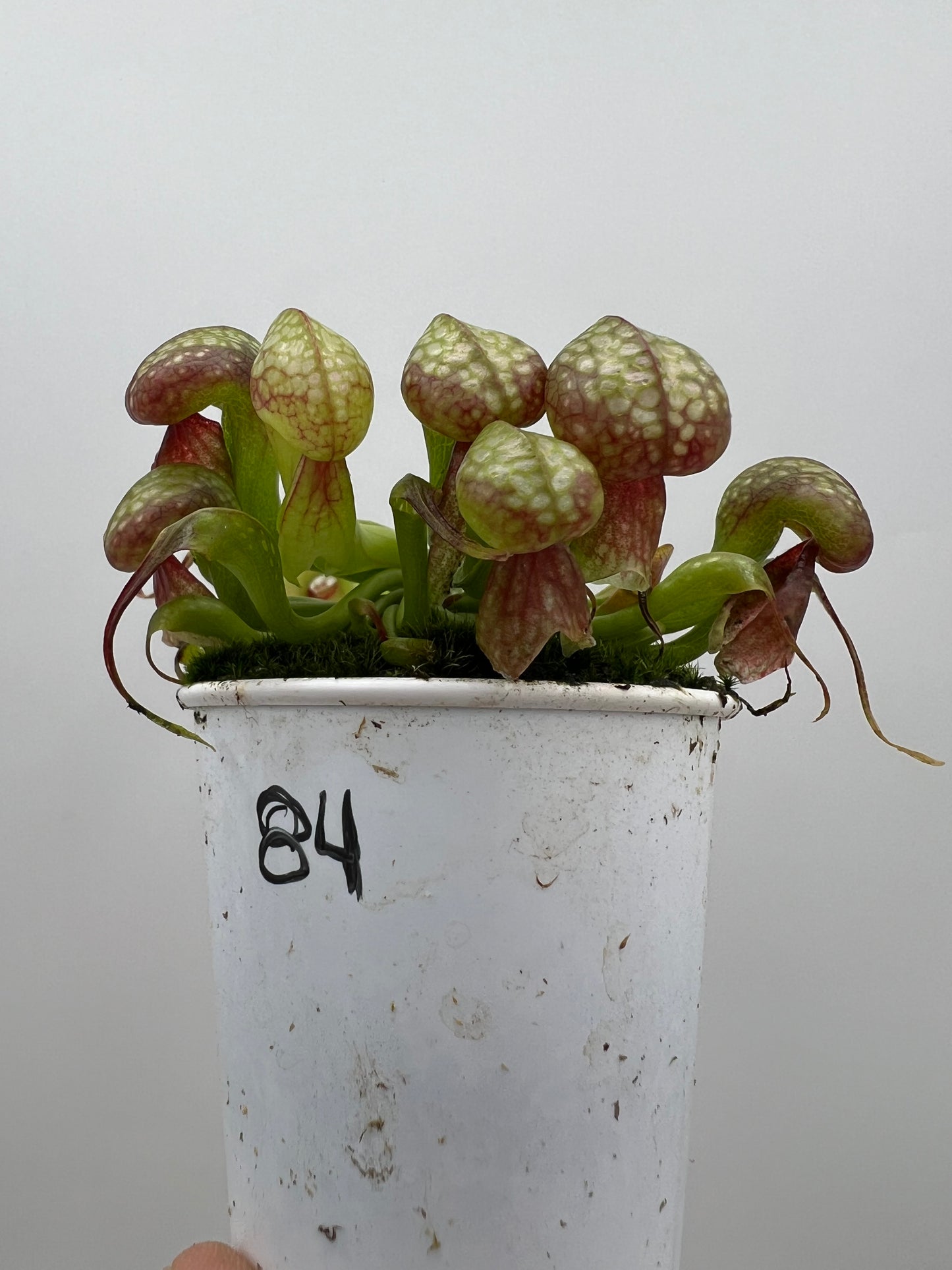 Darlingtonia californica (Cobra Pitcher Plant) - Seed Grown #84