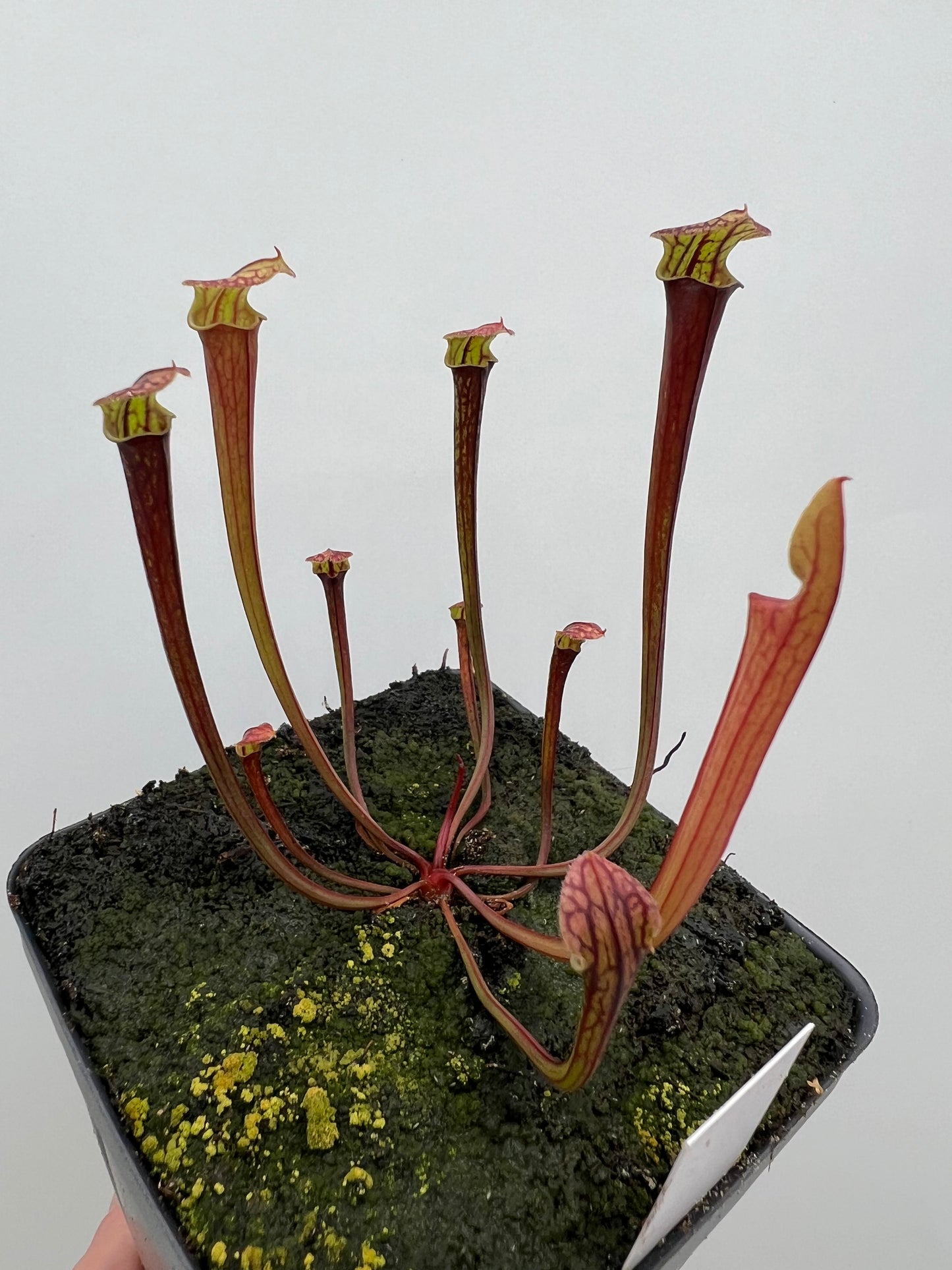 Sarracenia flava var. rubricorpora x “Strawberry Milkshake” - Seed Grown #3