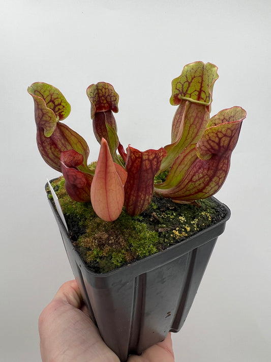 Sarracenia purpurea ssp. purpurea (Bruce Co, Ontario Canada) - Seed Grown #9