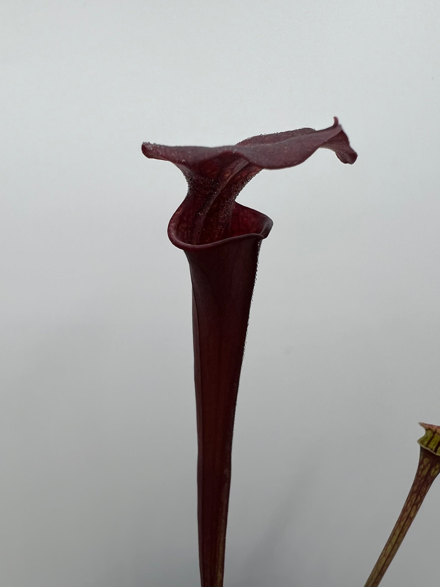 Sarracenia flava var. rubricorpora x “Strawberry Milkshake” - Seed Grown #6