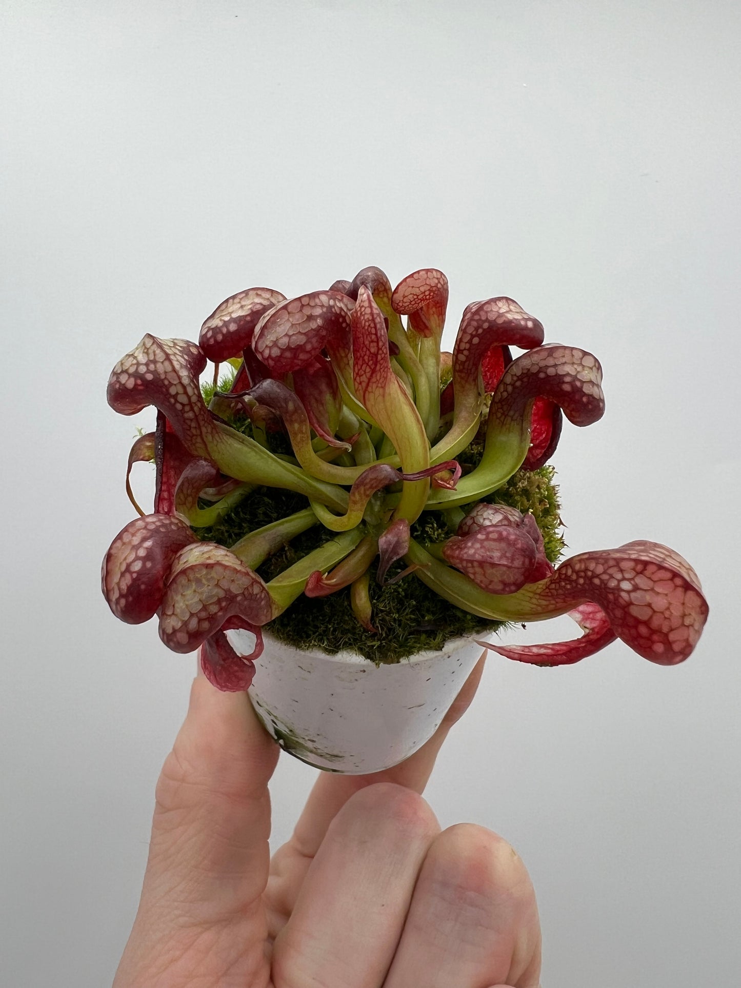 Darlingtonia californica (Cobra Pitcher Plant) - Seed Grown #130