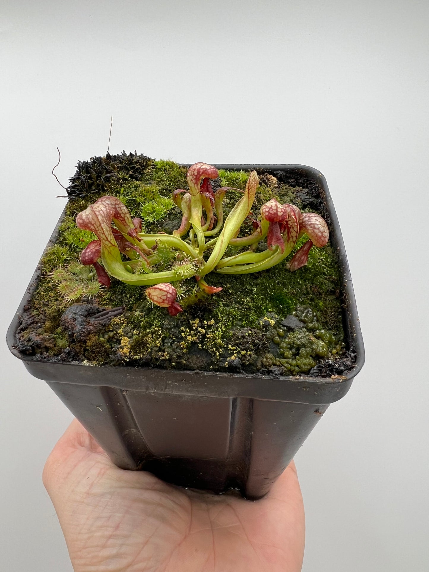 Darlingtonia californica (Cobra Pitcher Plant) - Seed Grown #74