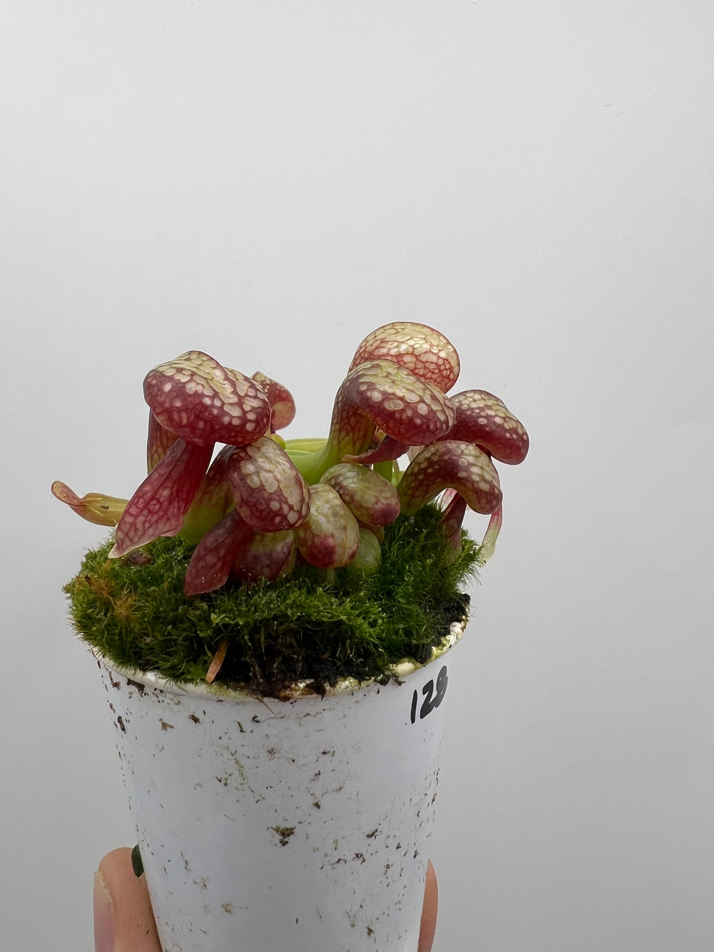 Darlingtonia californica (Cobra Pitcher Plant) - Seed Grown #128