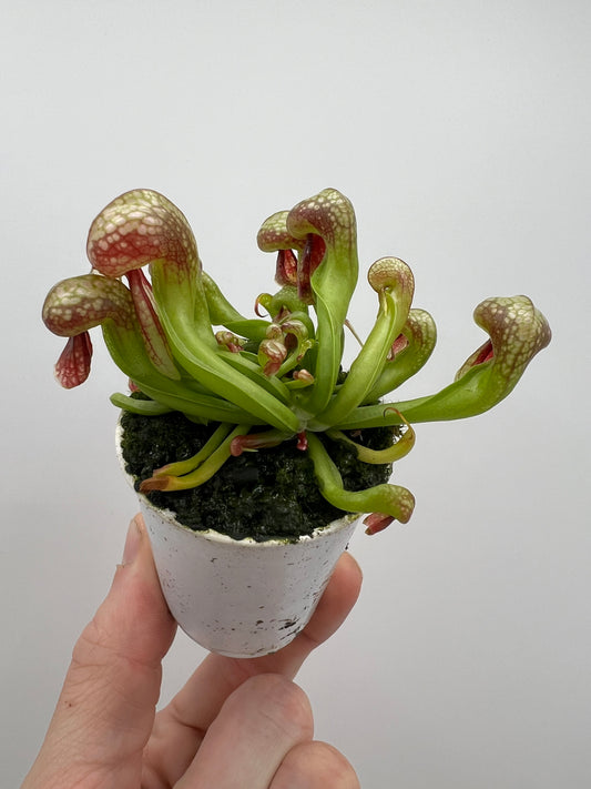 Darlingtonia californica (Cobra Pitcher Plant) - Seed Grown #62