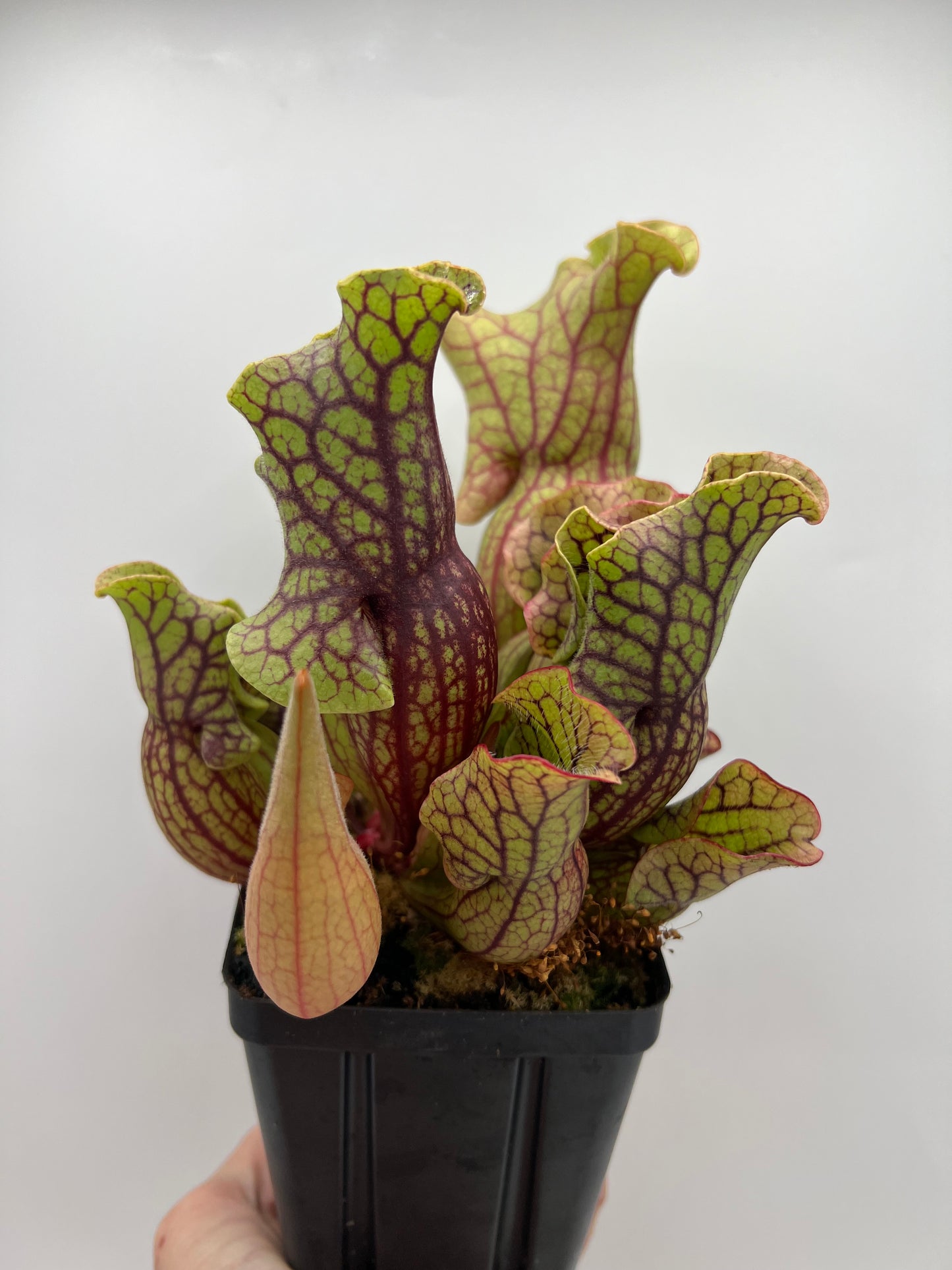 Sarracenia purpurea ssp. venosa “Little Carnivores” - Seed Grown #20