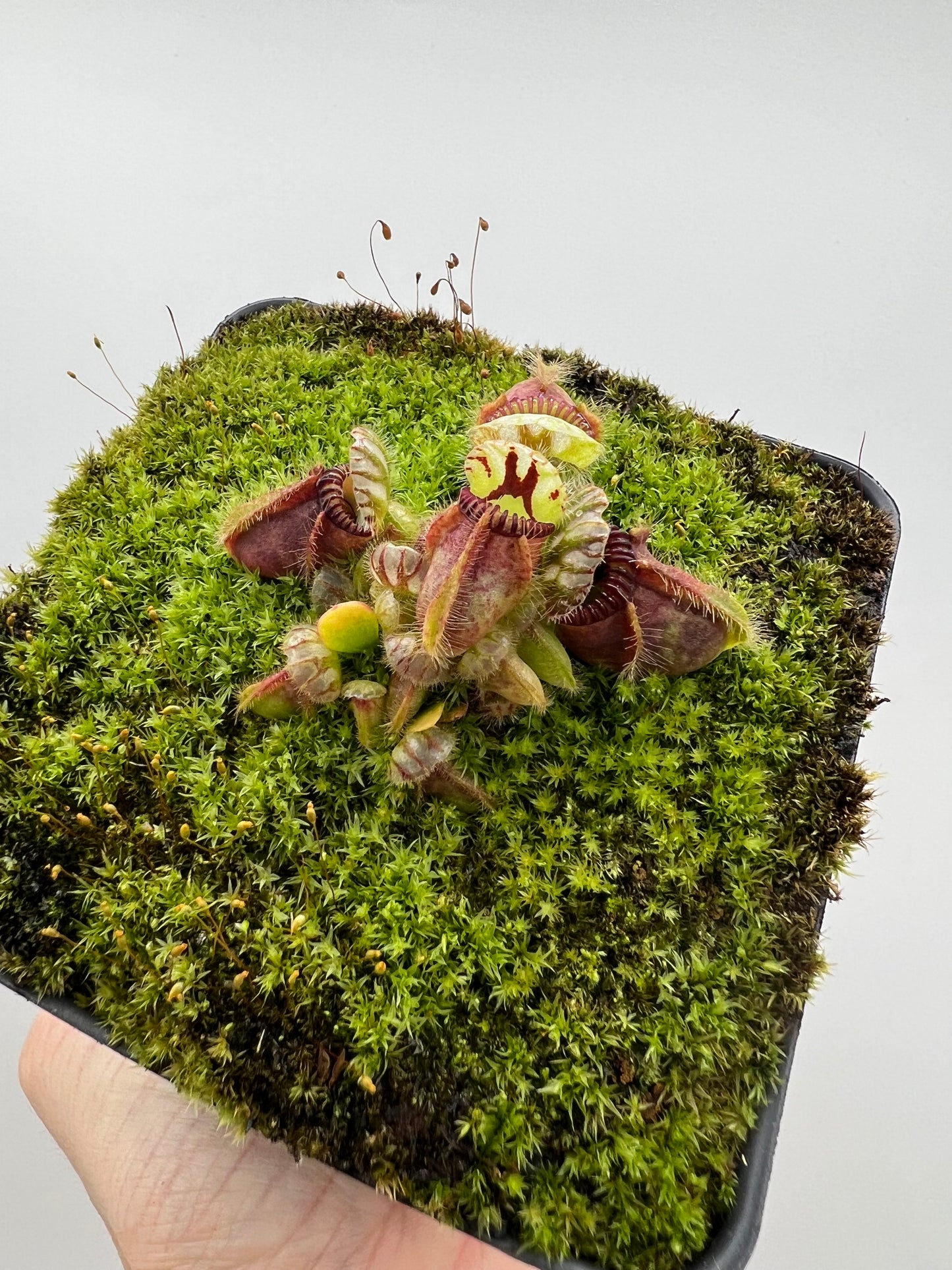 Cephalotus follicularis - Typical #21