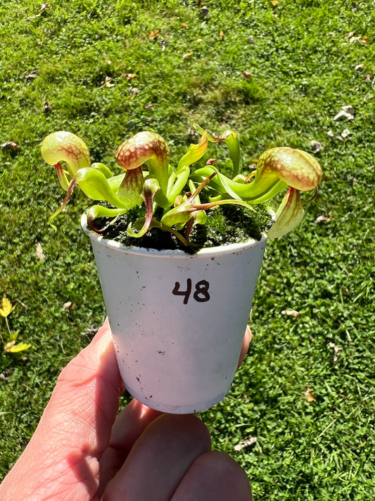 Darlingtonia californica - Seed Grown #48