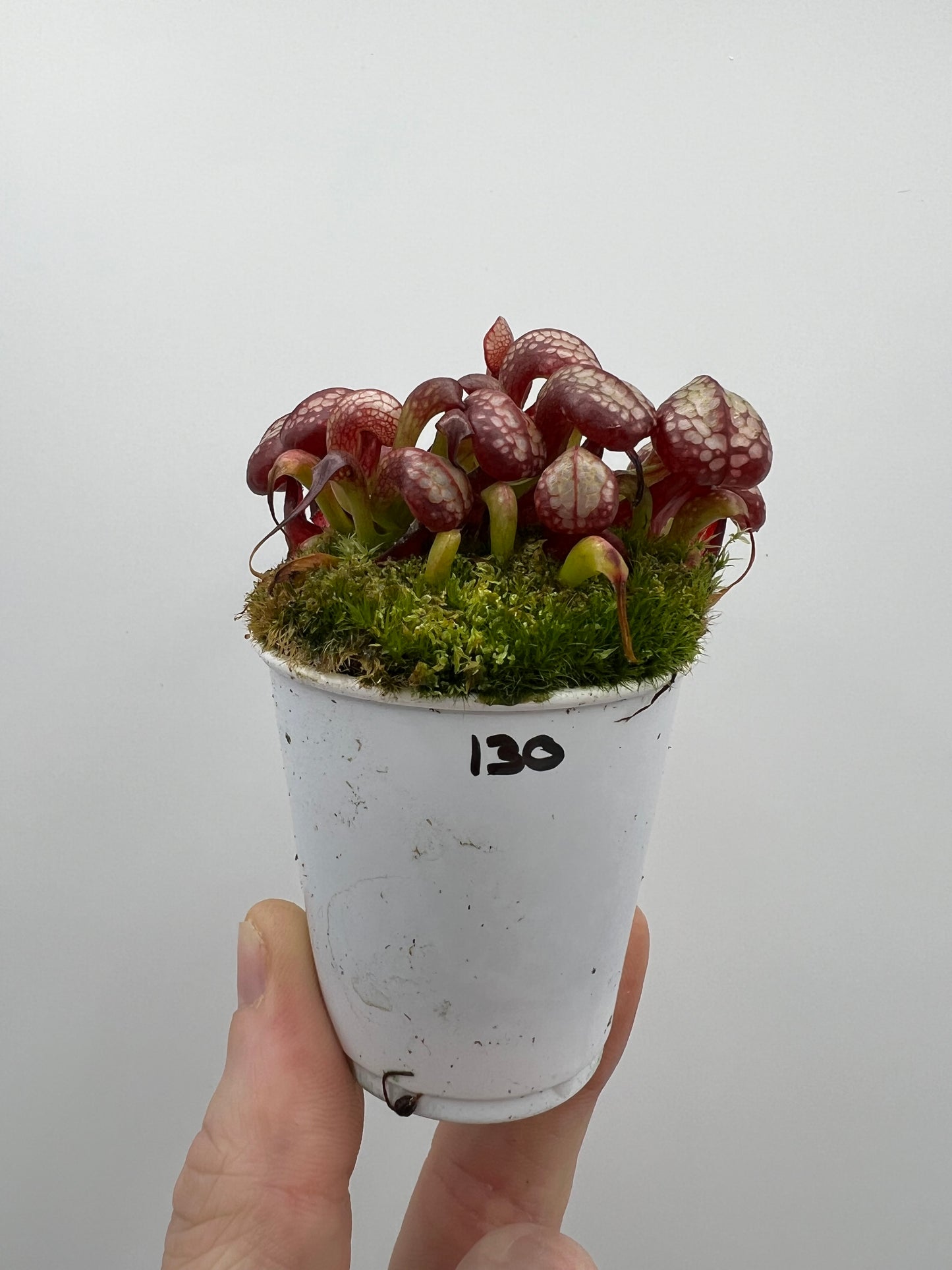 Darlingtonia californica (Cobra Pitcher Plant) - Seed Grown #130