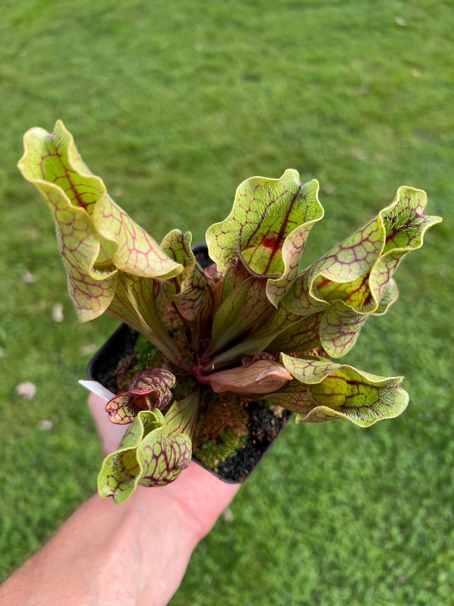 Sarracenia purpurea ssp. venosa “Little Carnivores” - Seed Grown #20