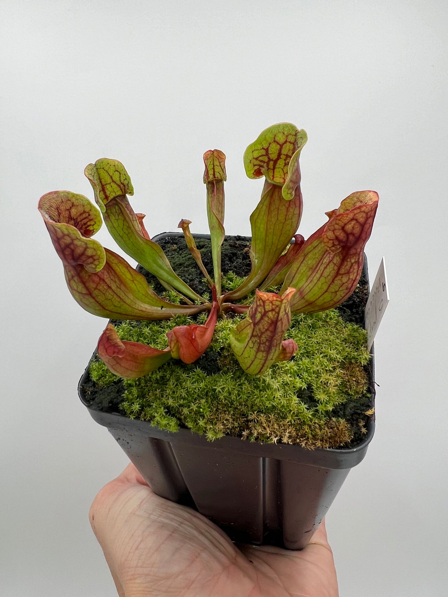 Sarracenia purpurea ssp. purpurea (Bruce Co, Ontario Canada) - Seed Grown #9