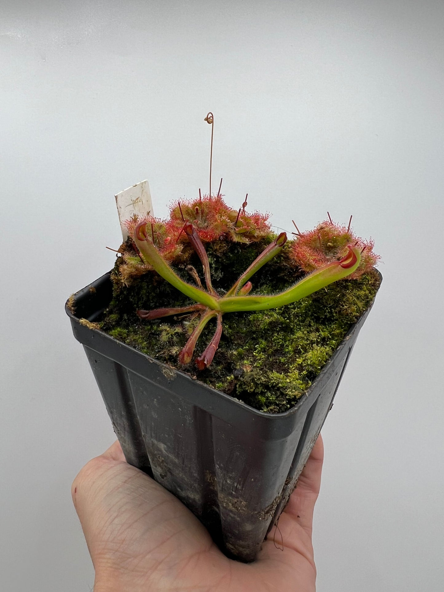 Heliamphora tatei x folliculata (California Carnivores Clone)