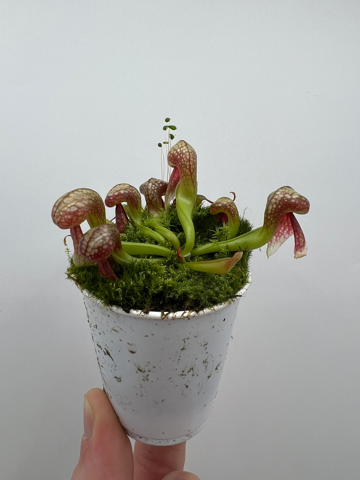 Darlingtonia californica (Cobra Pitcher Plant) - Seed Grown #119