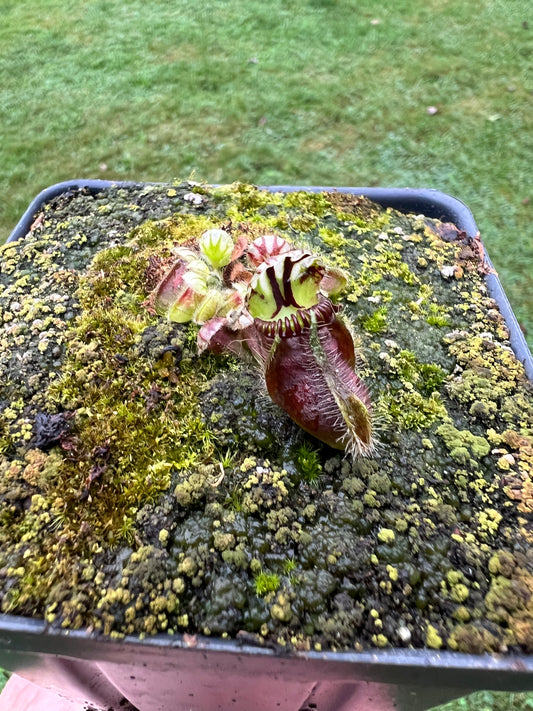 Cephalotus follicularis - Typical #20