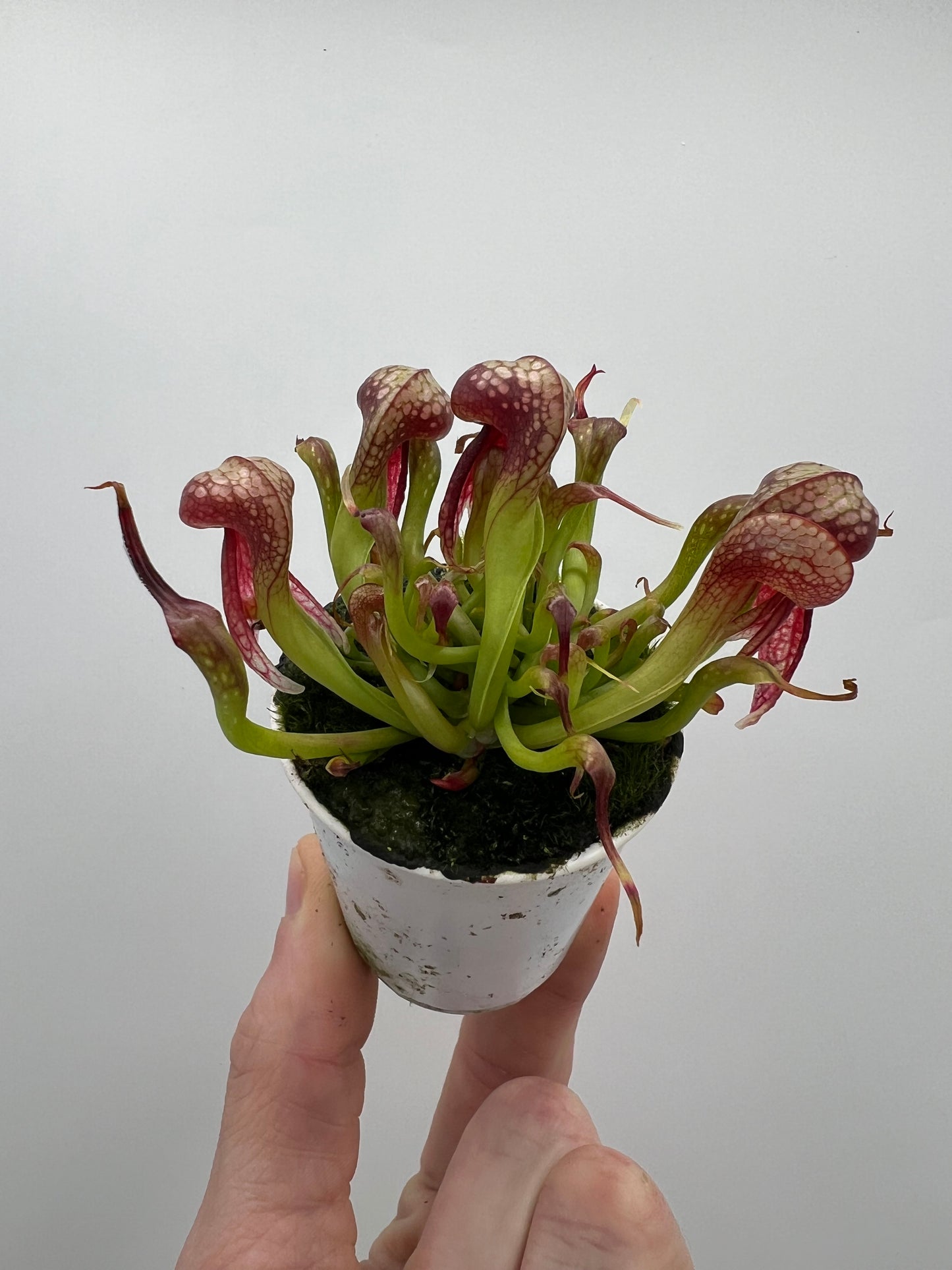 Darlingtonia californica (Cobra Pitcher Plant) - Seed Grown #136