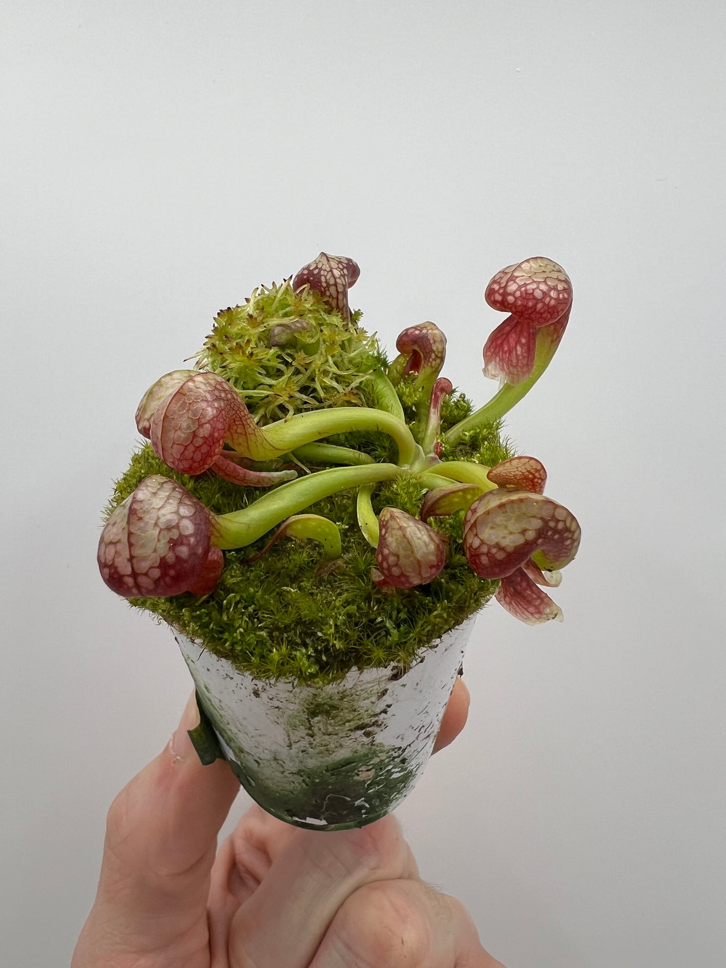 Darlingtonia californica (Cobra Pitcher Plant) - Seed Grown #112