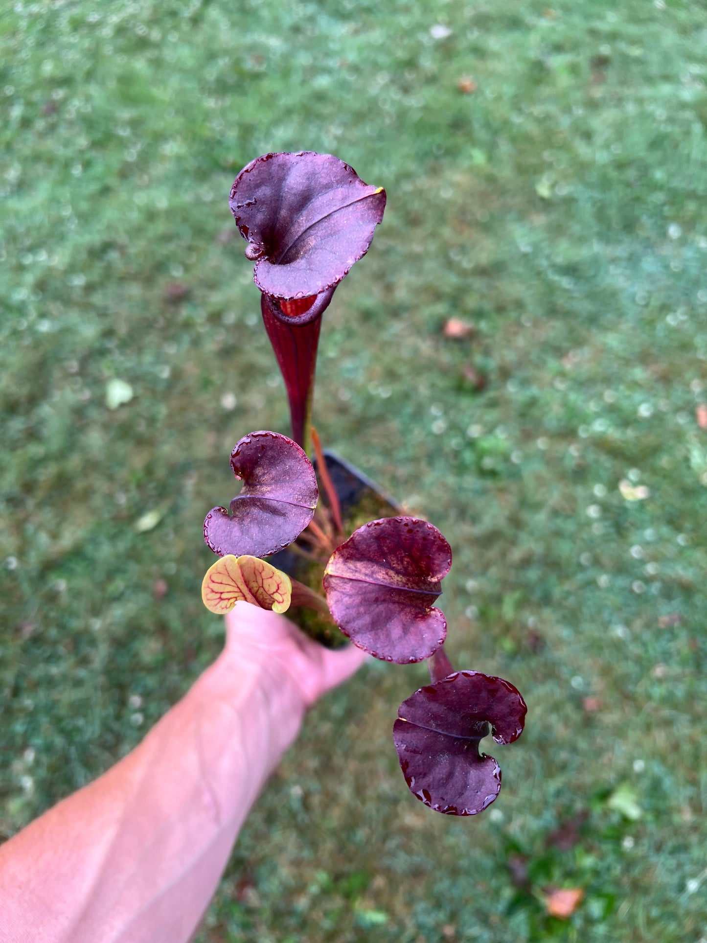 Sarracenia ‘Waccamaw’ x cuprea “MBRS” - Seed Grown #1