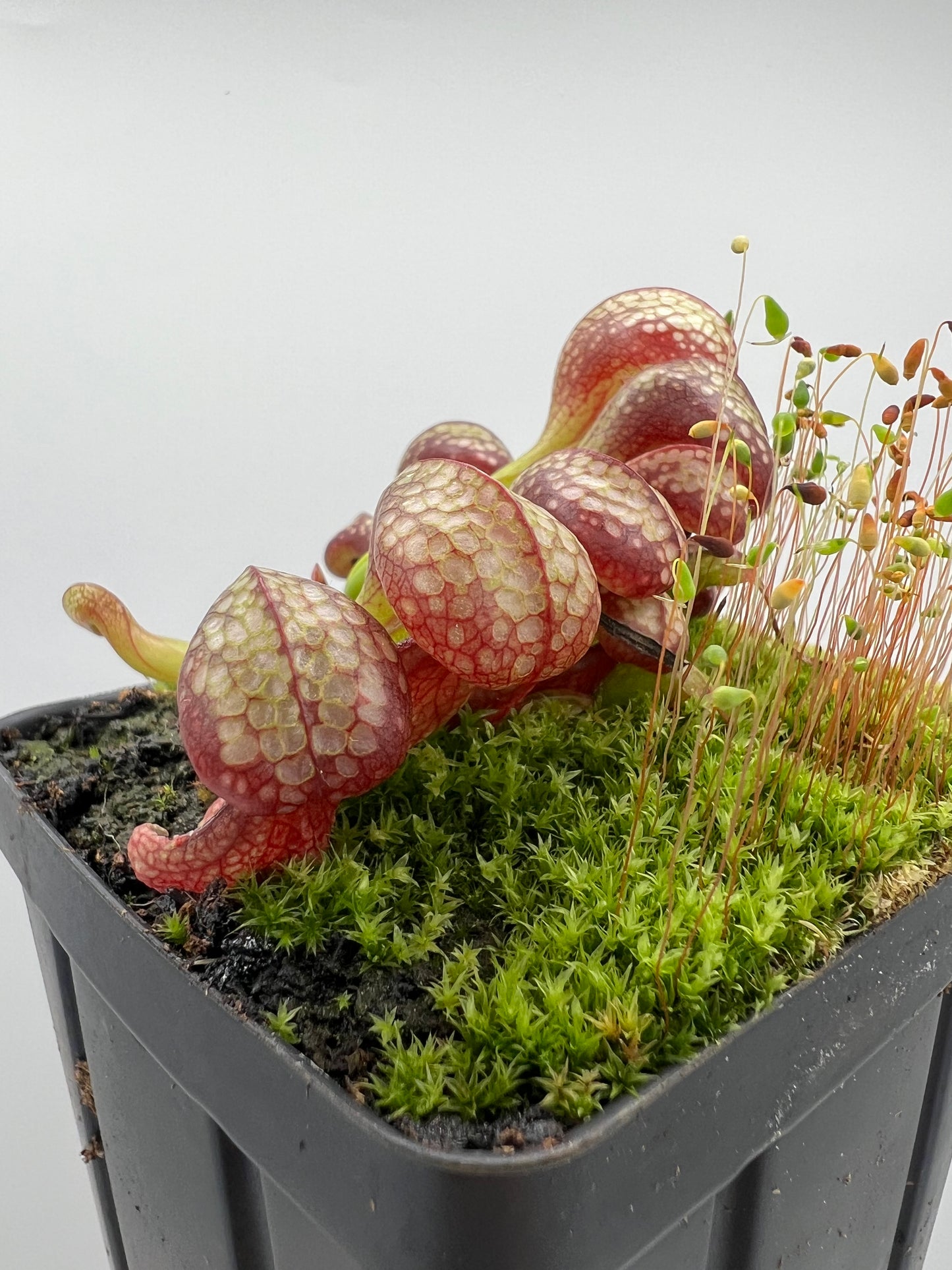 Darlingtonia californica (Cobra Pitcher Plant) - Seed Grown #73