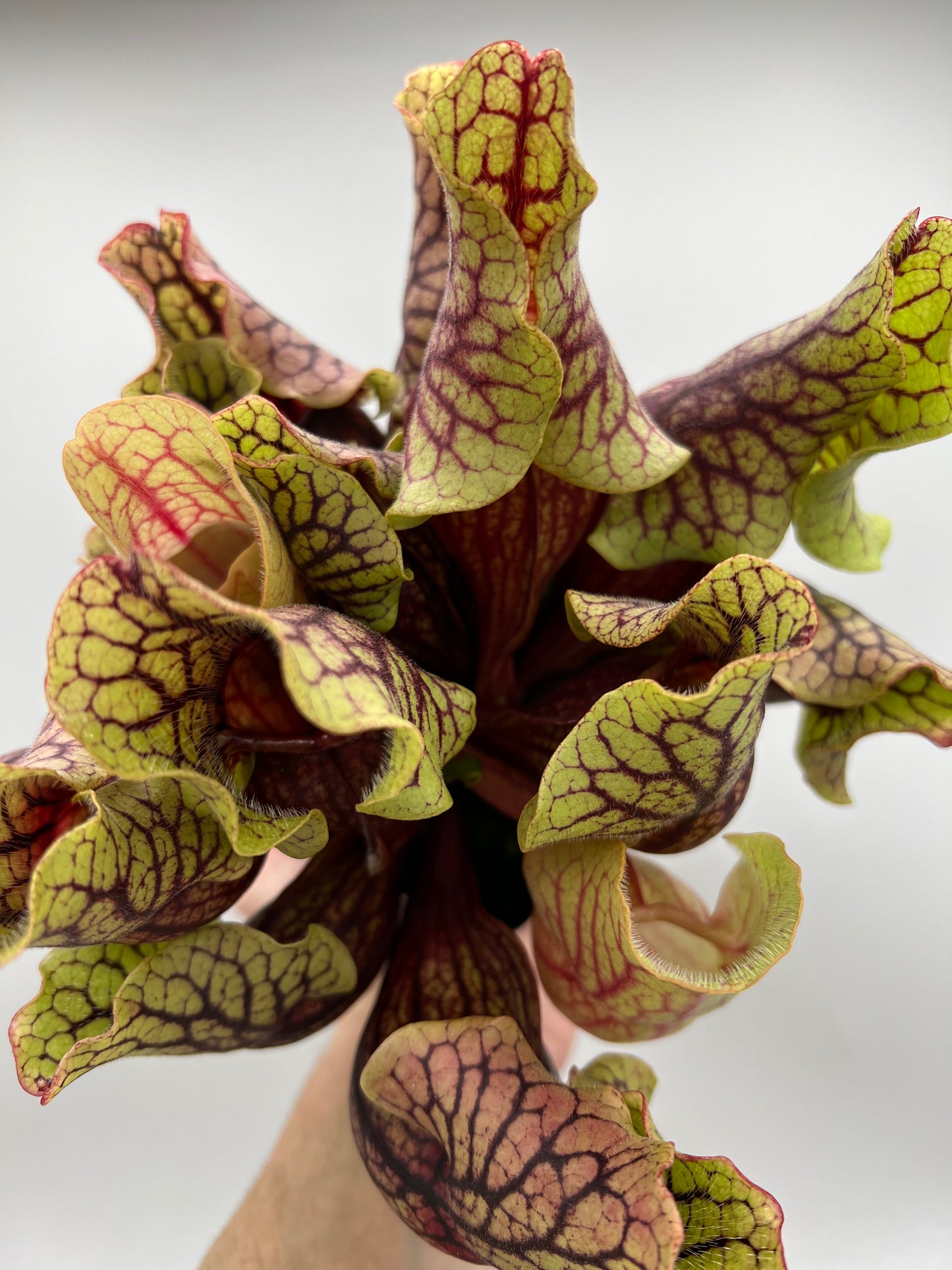 Sarracenia purpurea ssp. venosa “Little Carnivores” - Seed Grown #24