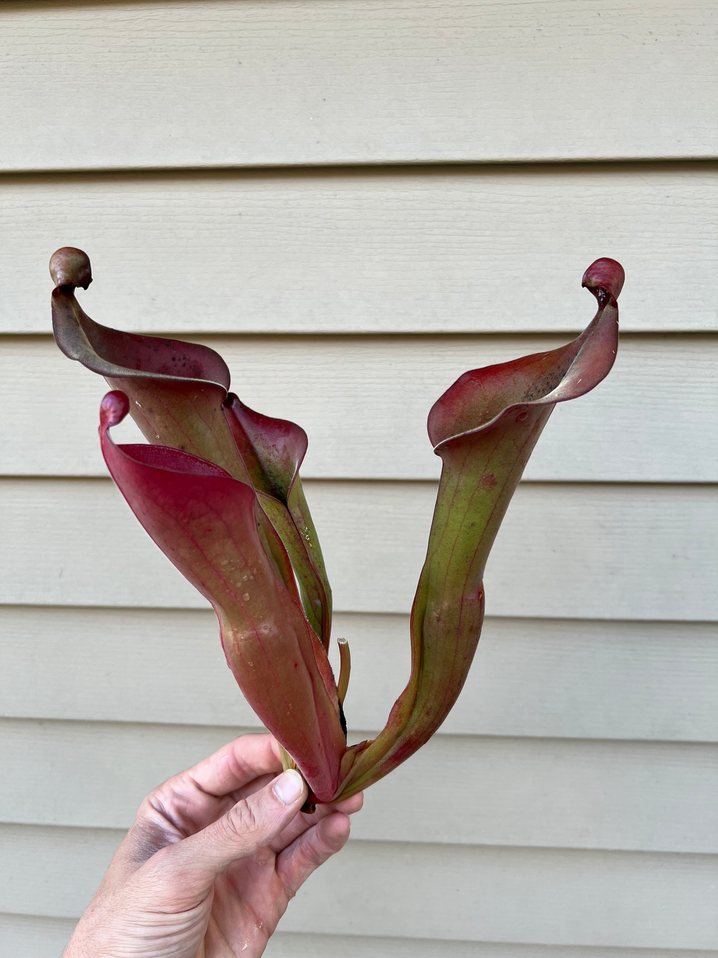 Heliamphora “Nutans Giant” x (tatei x folliculata) SG 8.14.19 LC1 - Division B