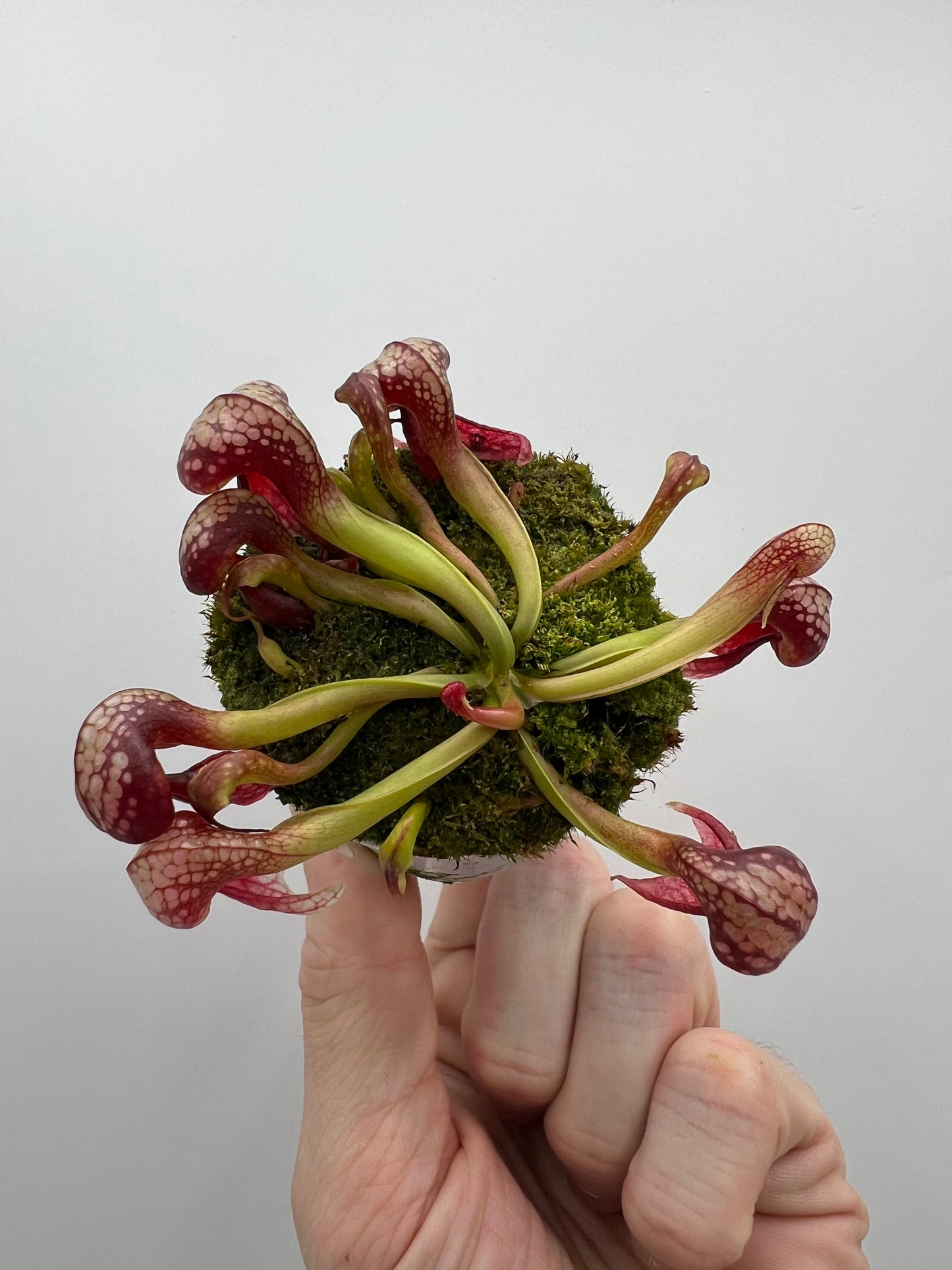 Darlingtonia californica (Cobra Pitcher Plant) - Seed Grown #129