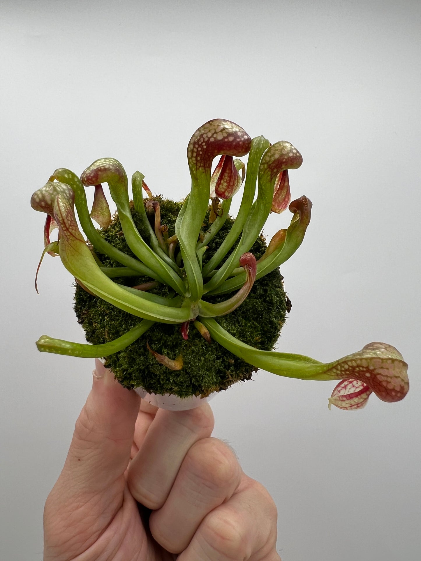 Darlingtonia californica (Cobra Pitcher Plant) - Seed Grown #82