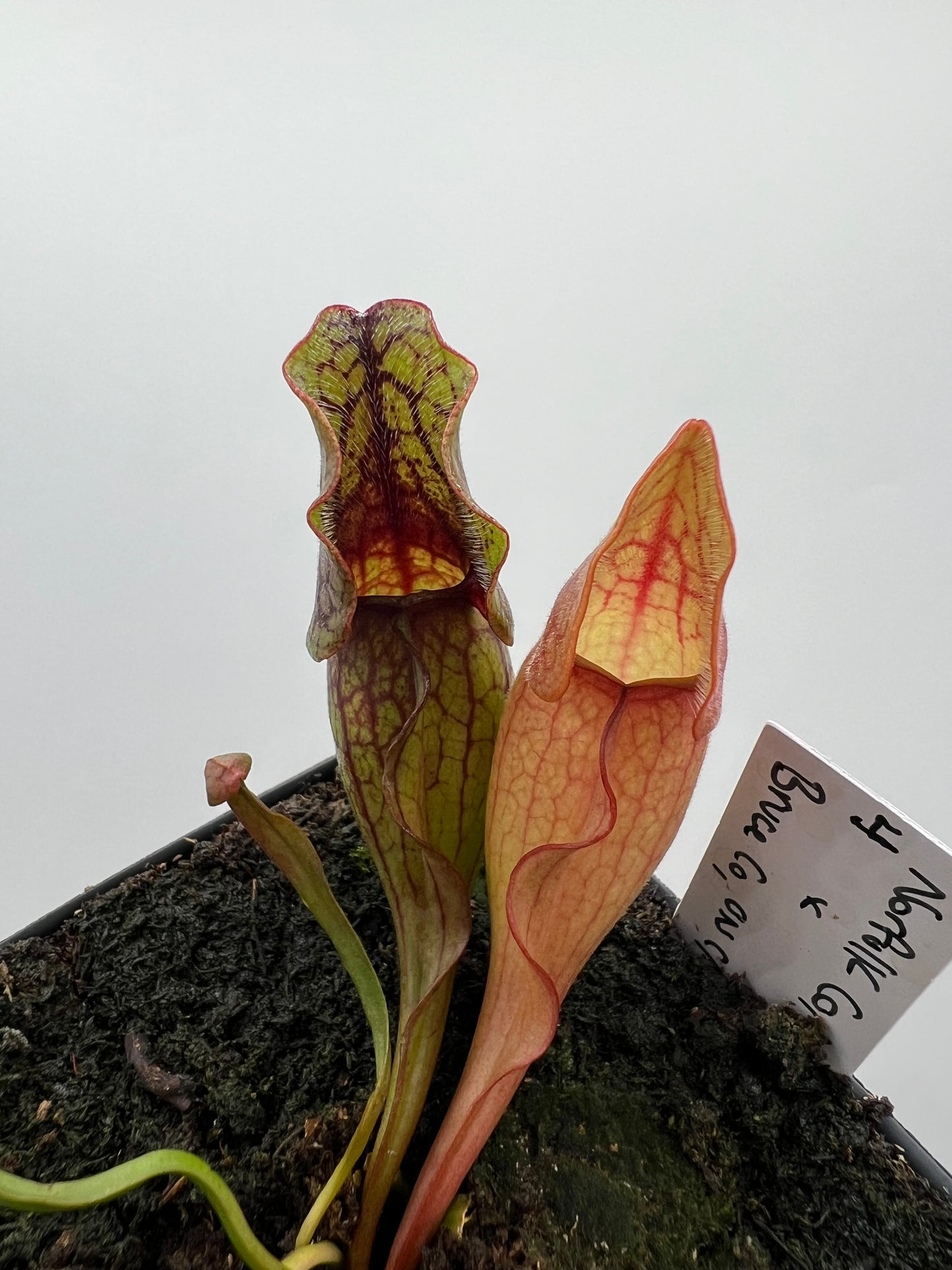 Sarracenia purpurea ssp. purpurea (Norfolk Co, MA) x (Bruce Co, Ontario Canada) - Seed Grown #4