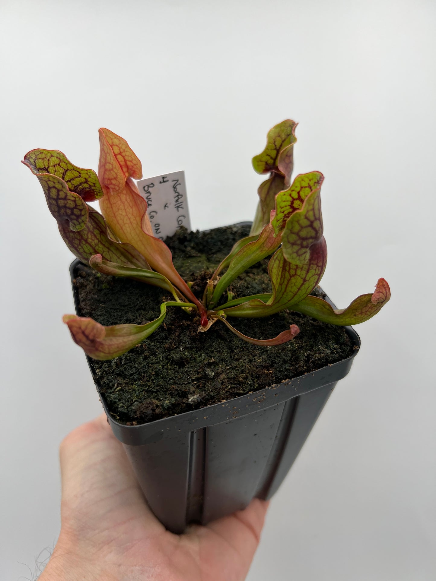 Sarracenia purpurea ssp. purpurea (Norfolk Co, MA) x (Bruce Co, Ontario Canada) - Seed Grown #4