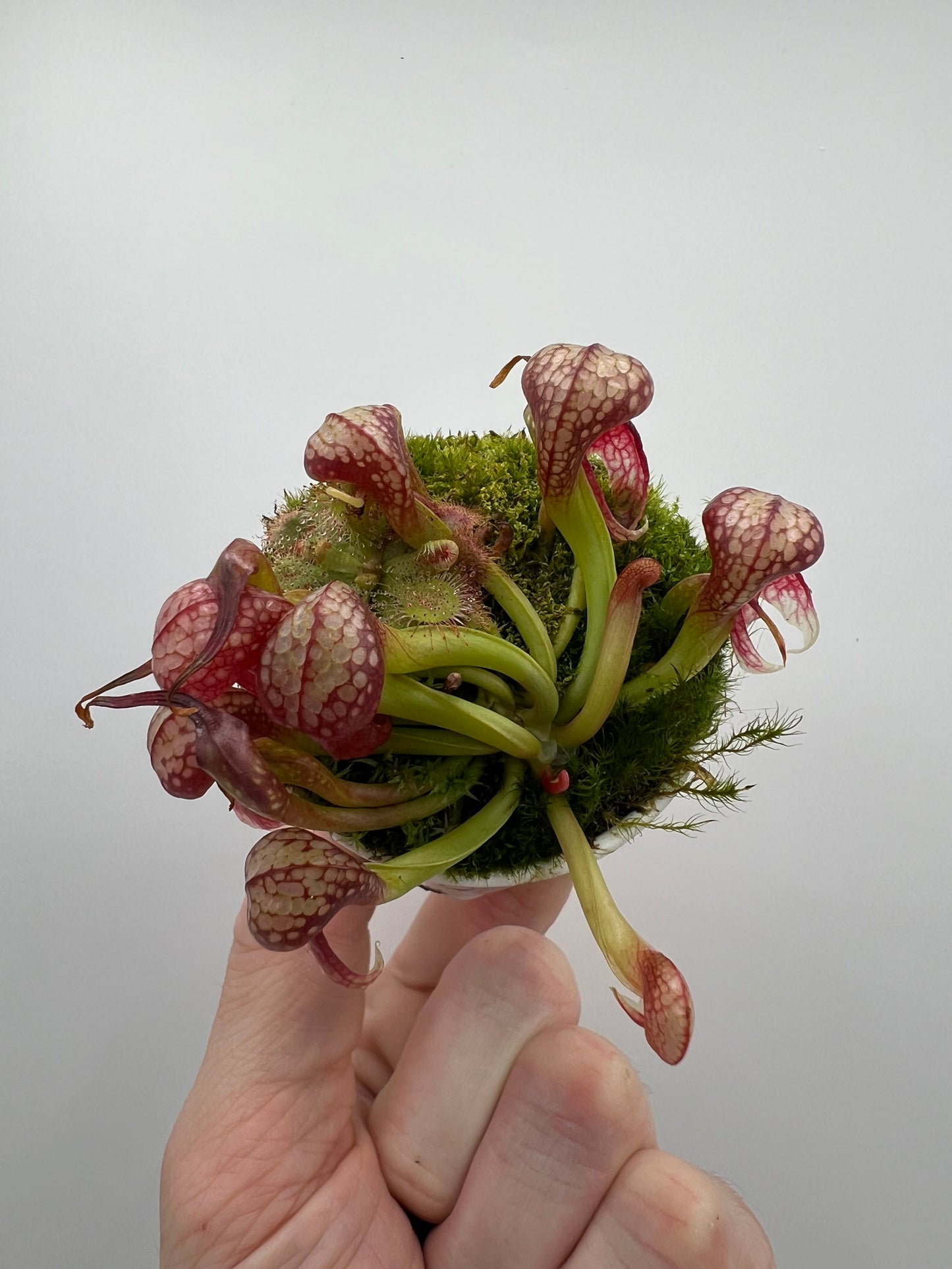 Darlingtonia californica (Cobra Pitcher Plant) - Seed Grown #126