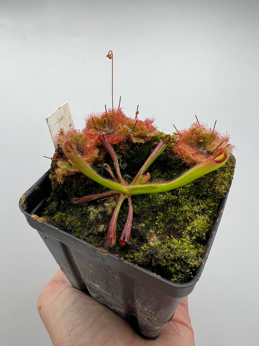 Heliamphora tatei x folliculata (California Carnivores Clone)