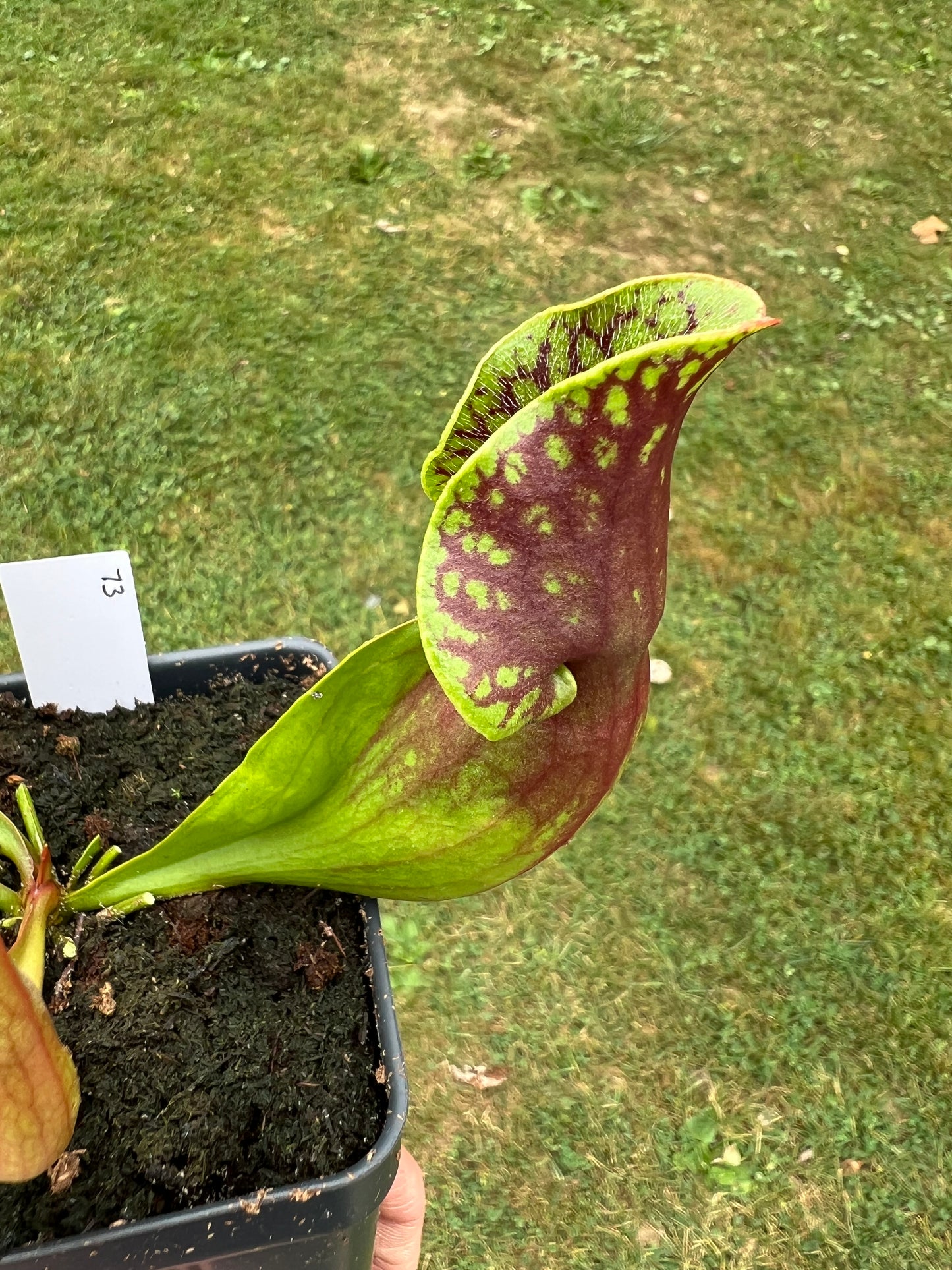 Sarracenia purpurea ssp. purpurea (Centre Co, PA) - Seed Grown #73