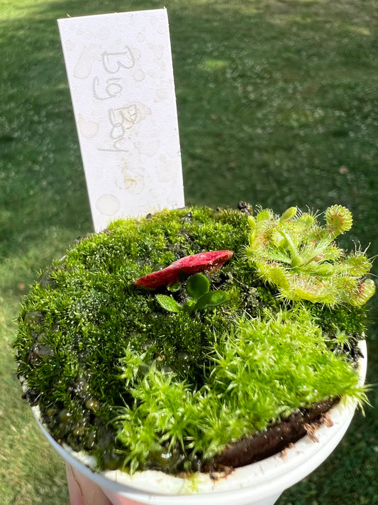 Cephalotus follicularis “Big Boy”