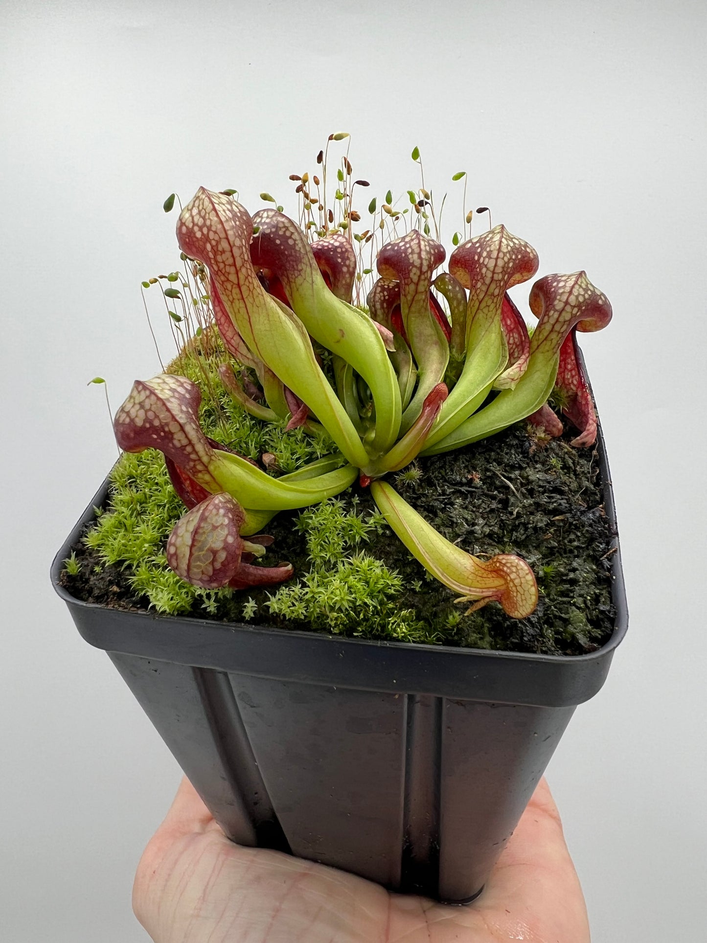 Darlingtonia californica (Cobra Pitcher Plant) - Seed Grown #73