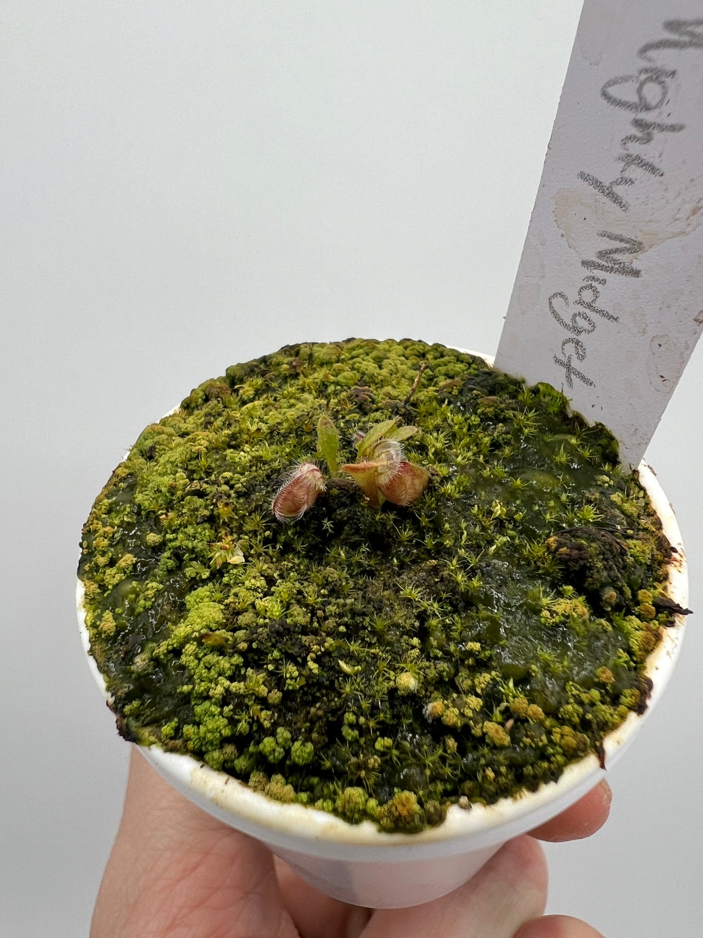 Cephalotus follicularis “Mighty Midget”