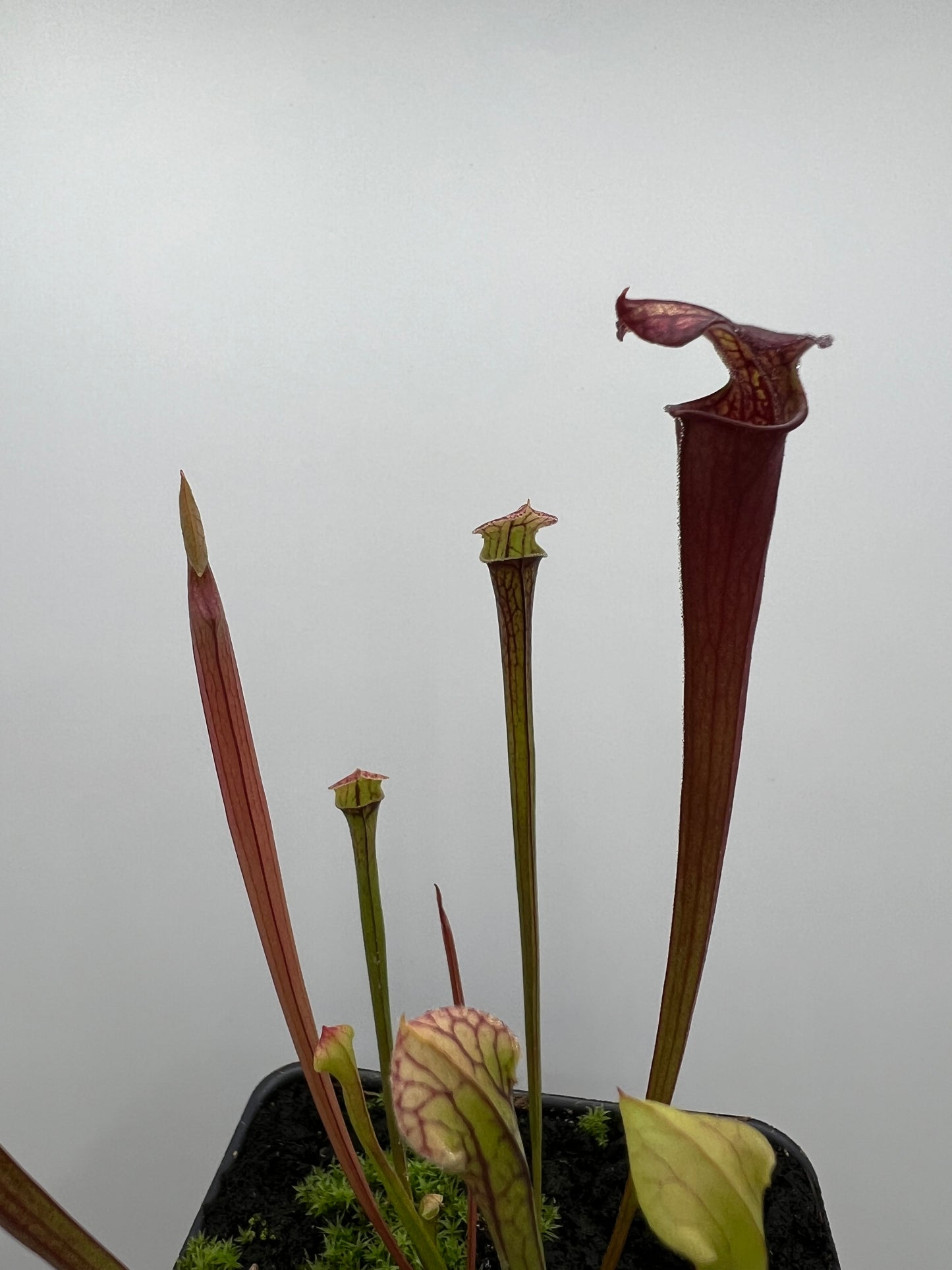 Sarracenia flava var. rubricorpora x “Strawberry Milkshake” - Seed Grown #5