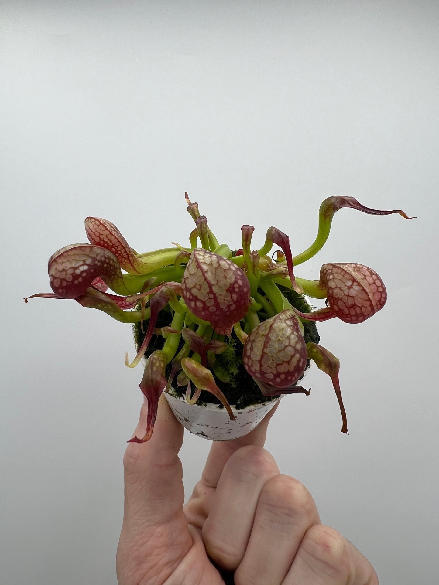 Darlingtonia californica (Cobra Pitcher Plant) - Seed Grown #136