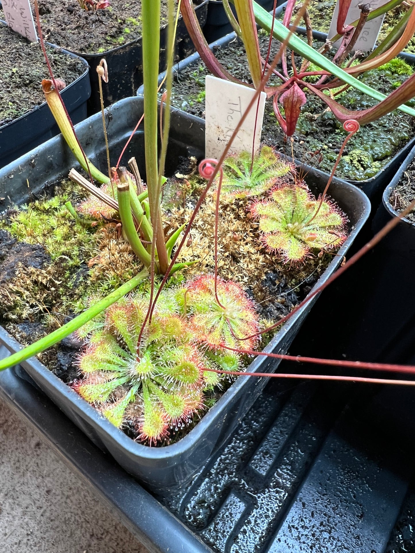 Drosera - Roundleaf Sundew, Single, Bare Root