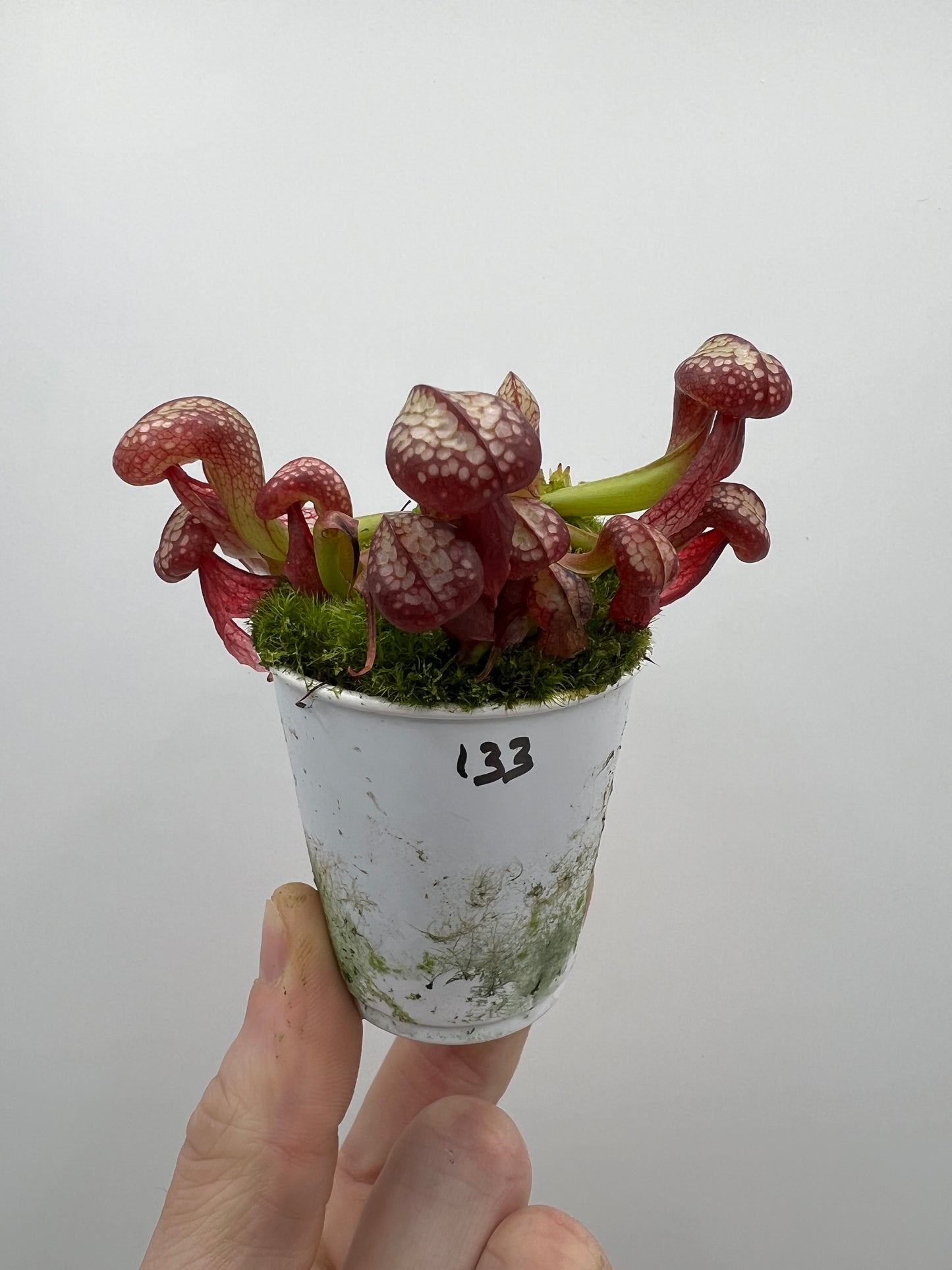 Darlingtonia californica (Cobra Pitcher Plant) - Seed Grown #133