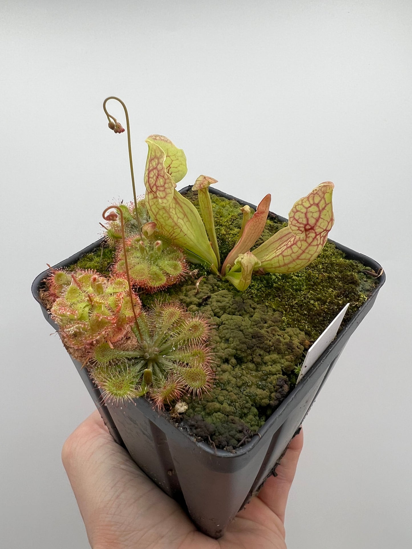 Sarracenia purpurea ssp. venosa “White Ghost” - Araflora