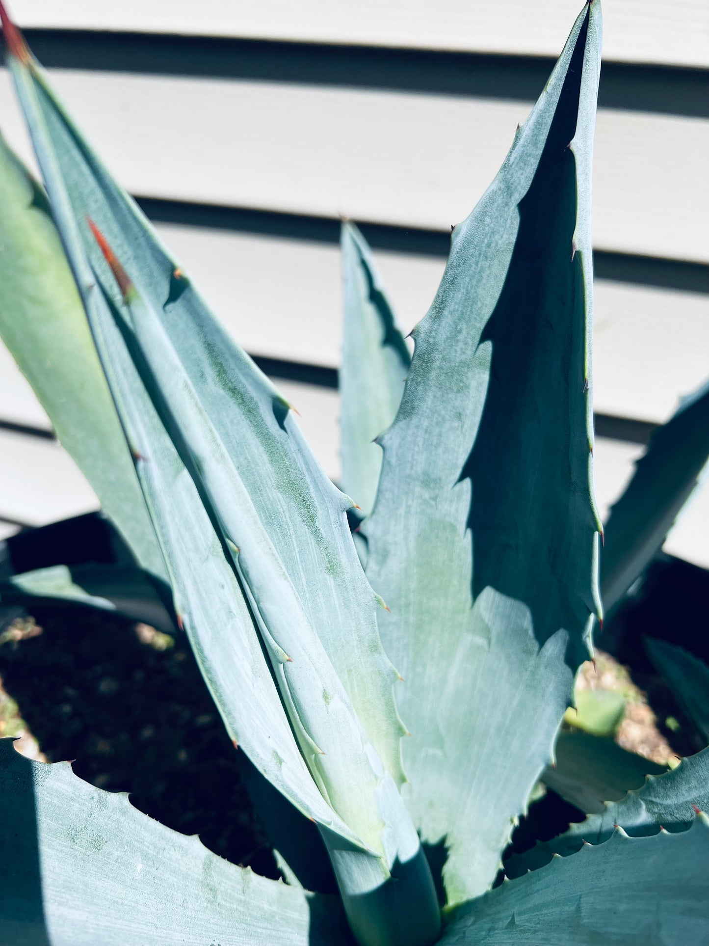 Blue Agave americana