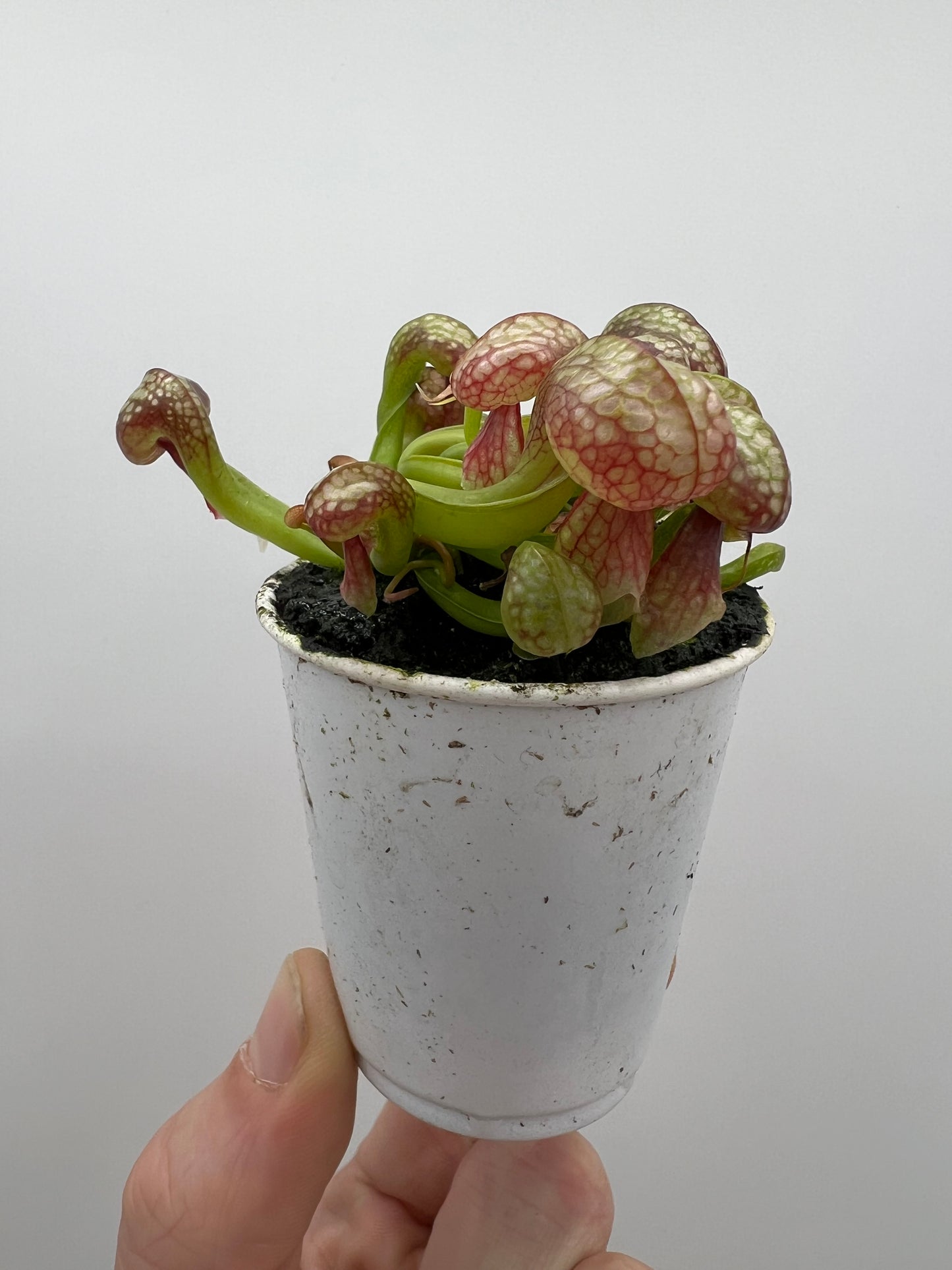 Darlingtonia californica (Cobra Pitcher Plant) - Seed Grown #85