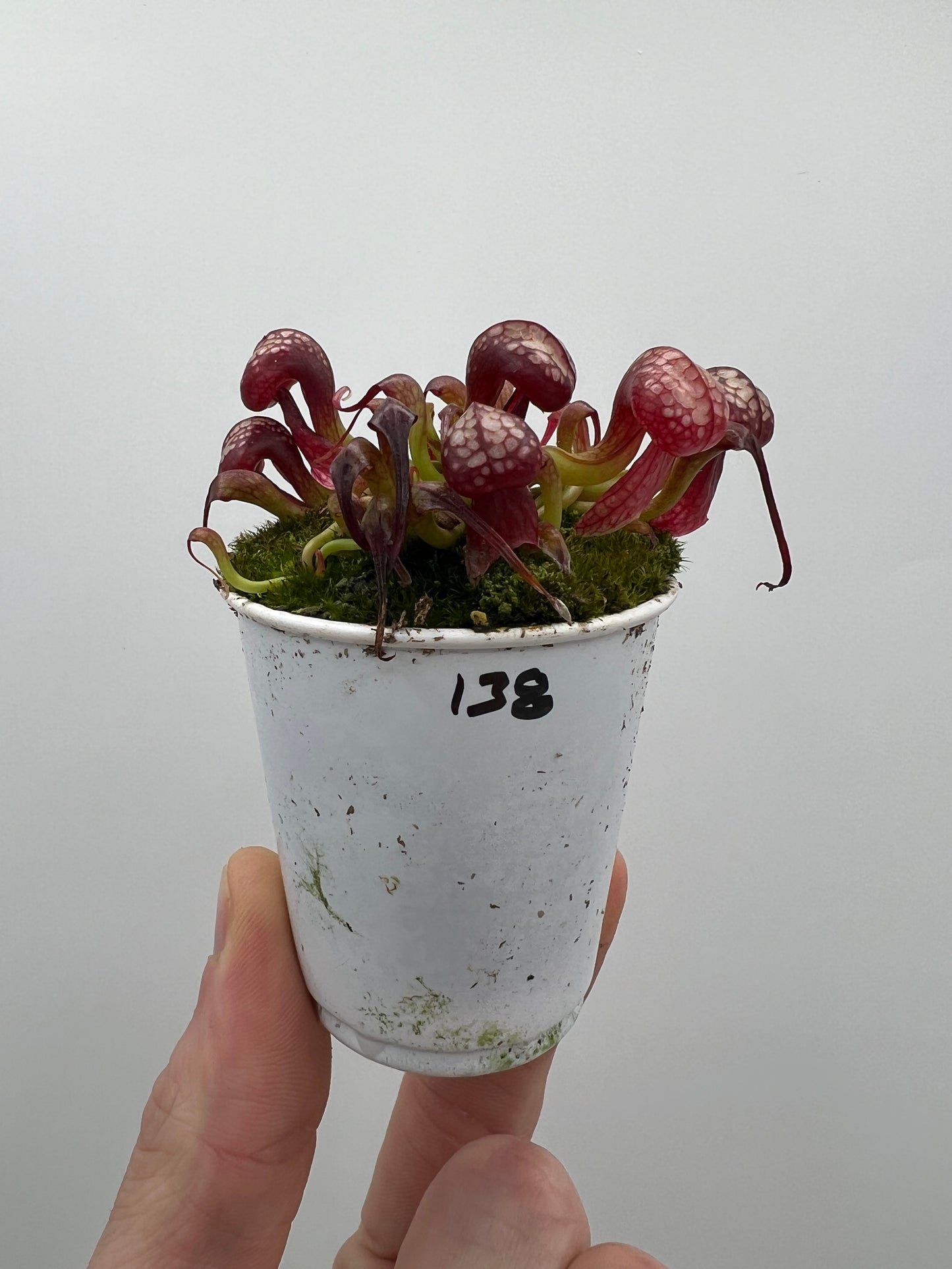 Darlingtonia californica (Cobra Pitcher Plant) - Seed Grown #138