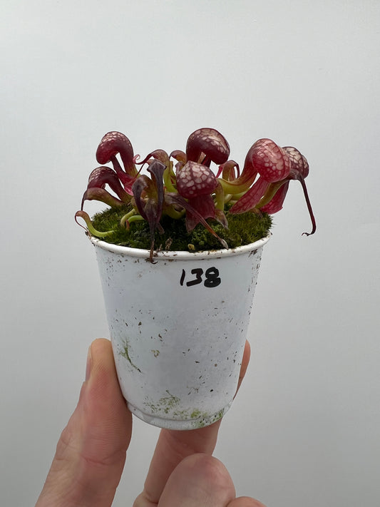 Darlingtonia californica (Cobra Pitcher Plant) - Seed Grown #138