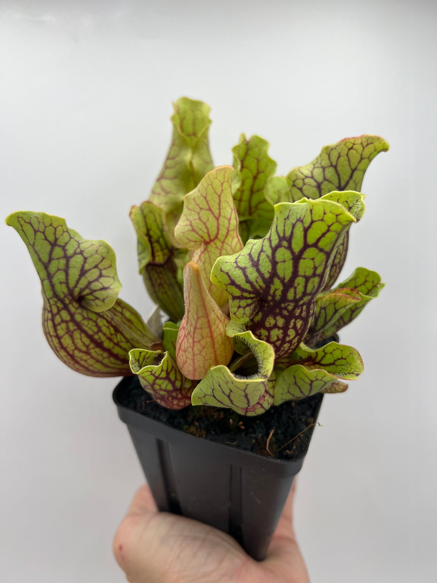 Sarracenia purpurea ssp. venosa “Little Carnivores” - Seed Grown #24