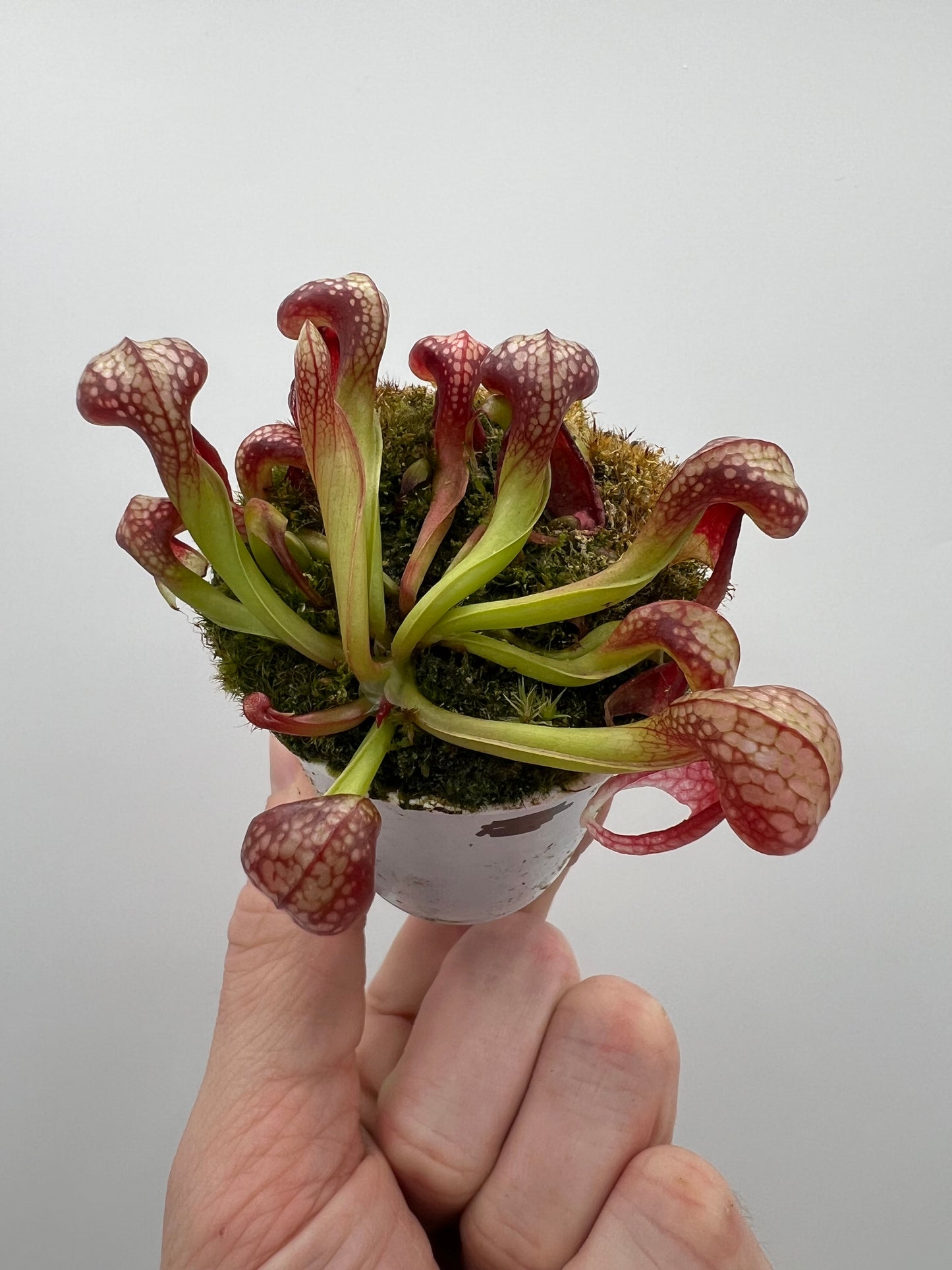 Darlingtonia californica (Cobra Pitcher Plant) - Seed Grown #132