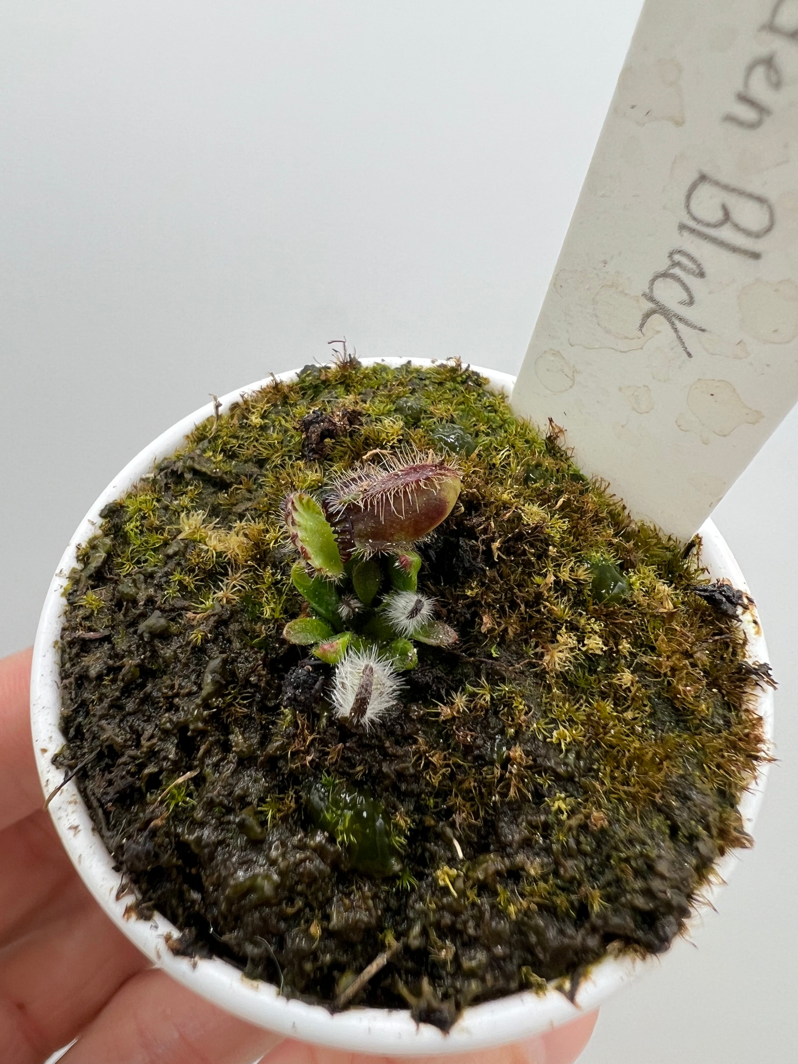 Cephalotus follicularis ‘Eden Black’ - *Rare*