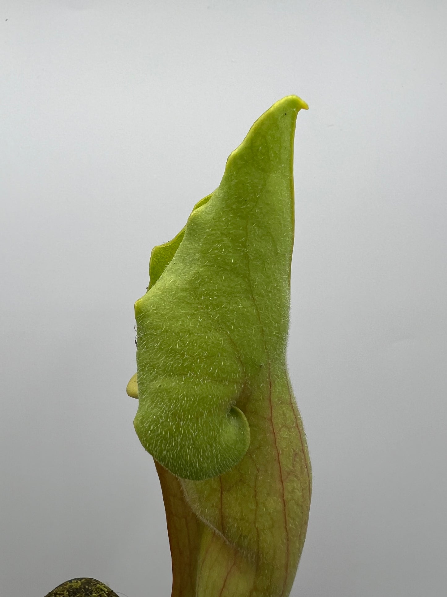 Sarracenia ‘Carolina Yellow Jacket’ - Original Clone