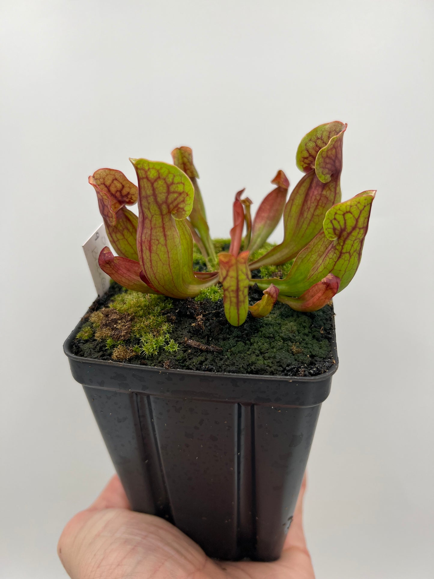 Sarracenia purpurea ssp. purpurea (Bruce Co, Ontario Canada) - Seed Grown #9