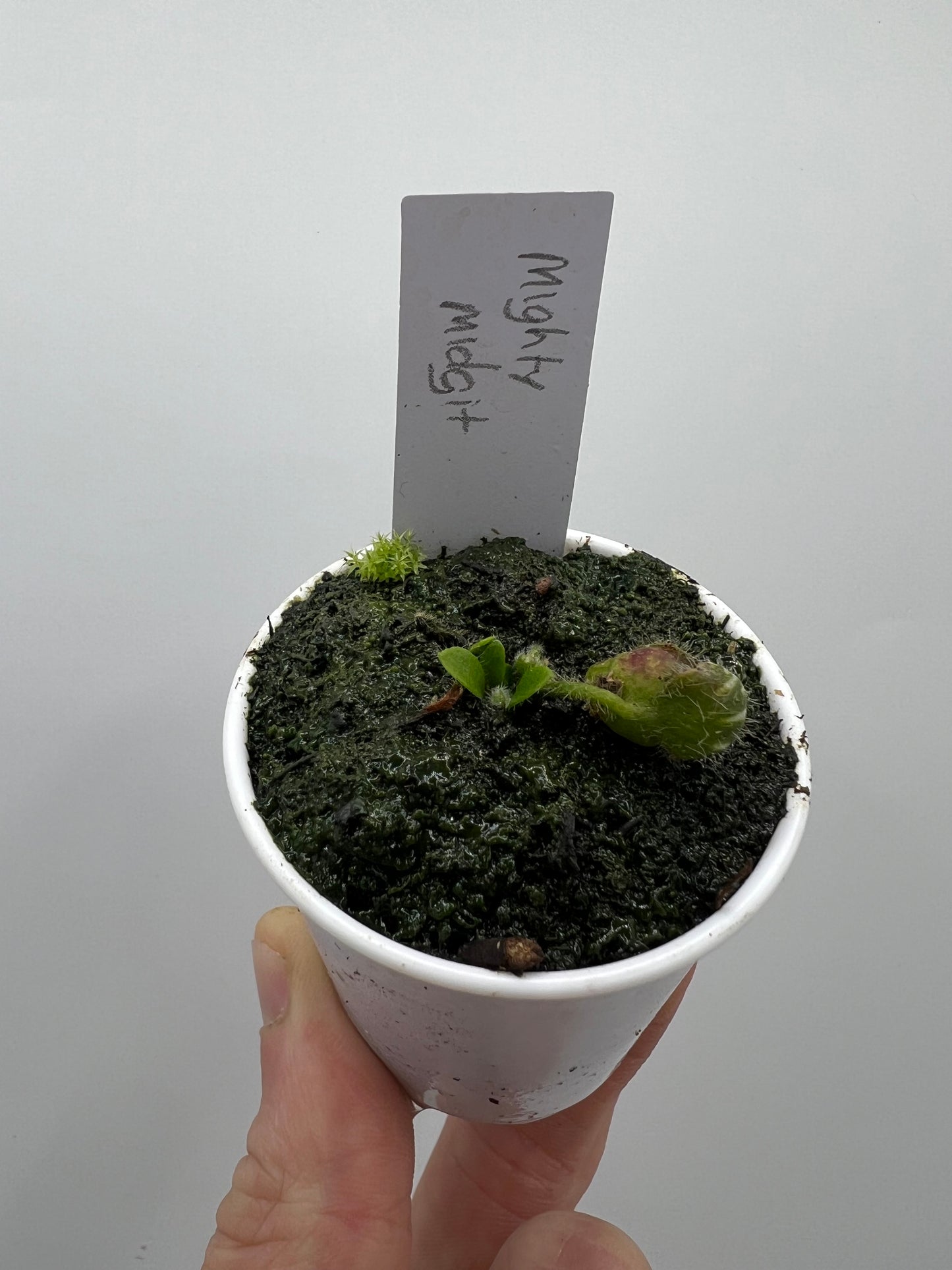 Cephalotus follicularis “Mighty Midget”